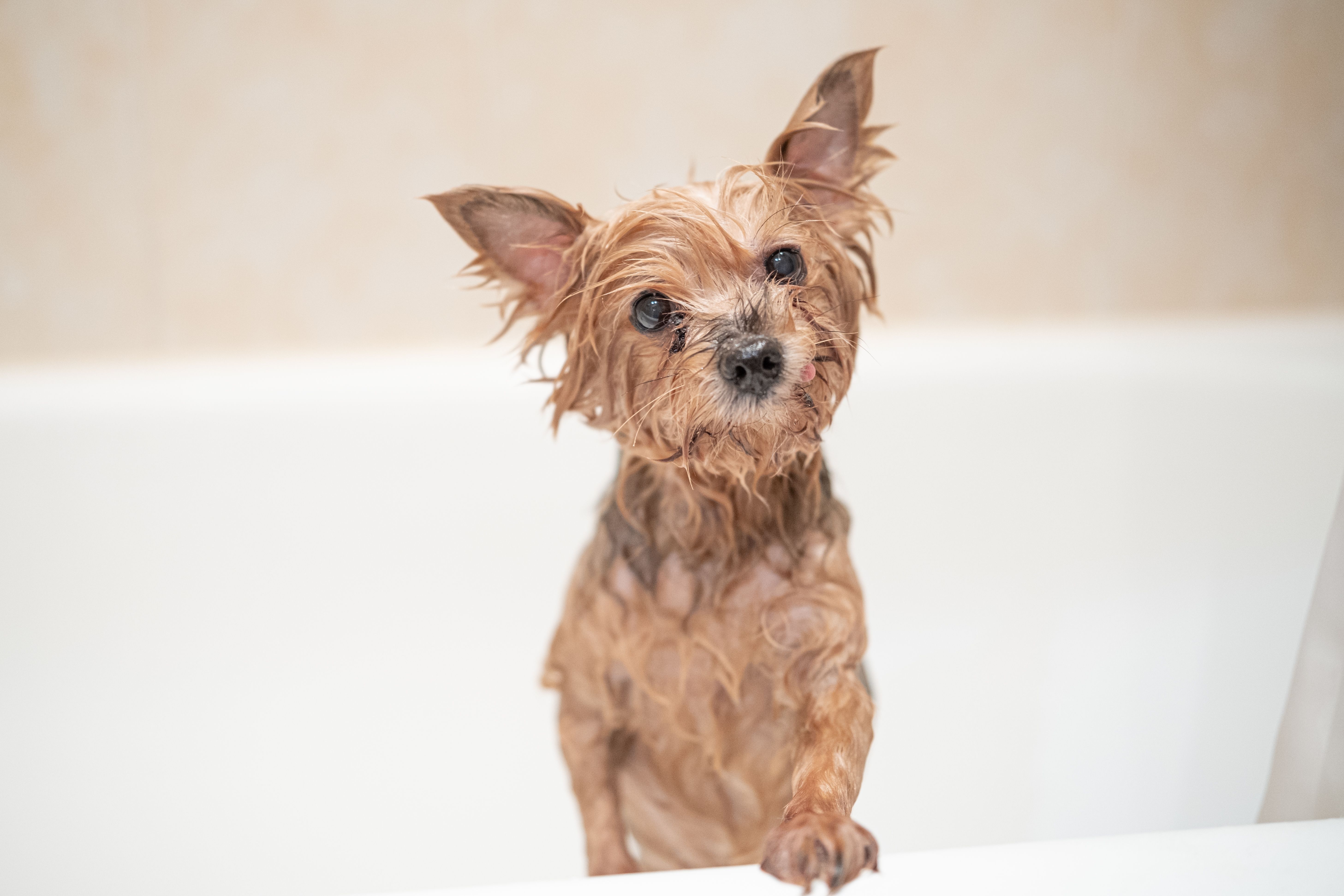 yorkie bath