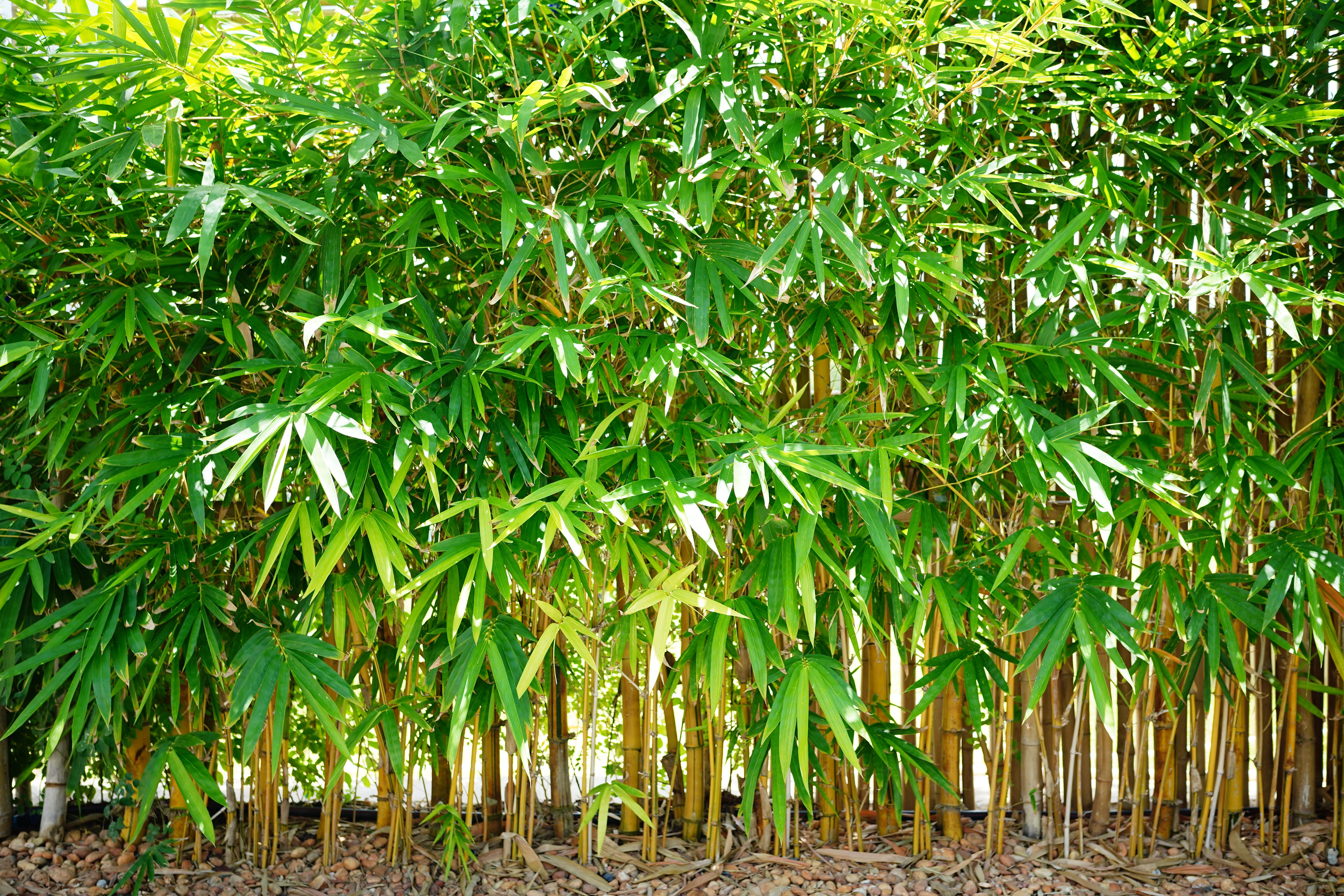 bamboo fence