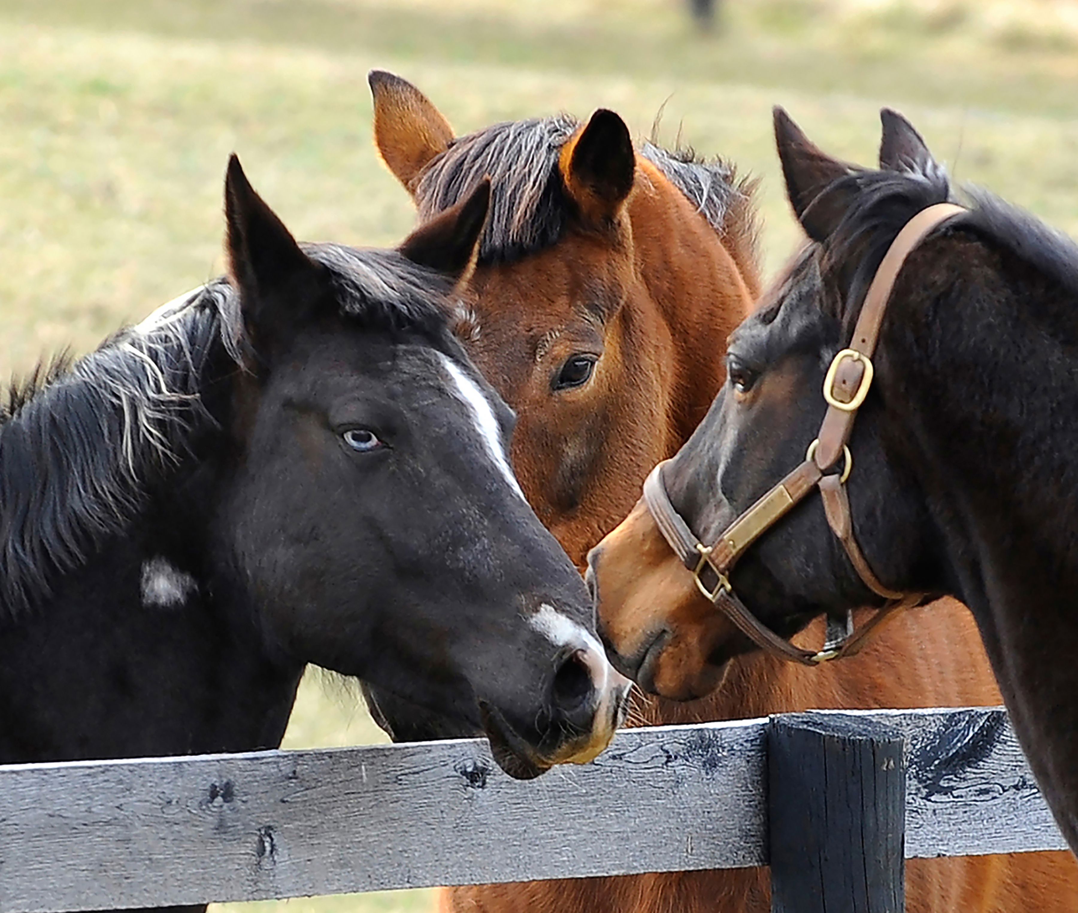 meeting a horse