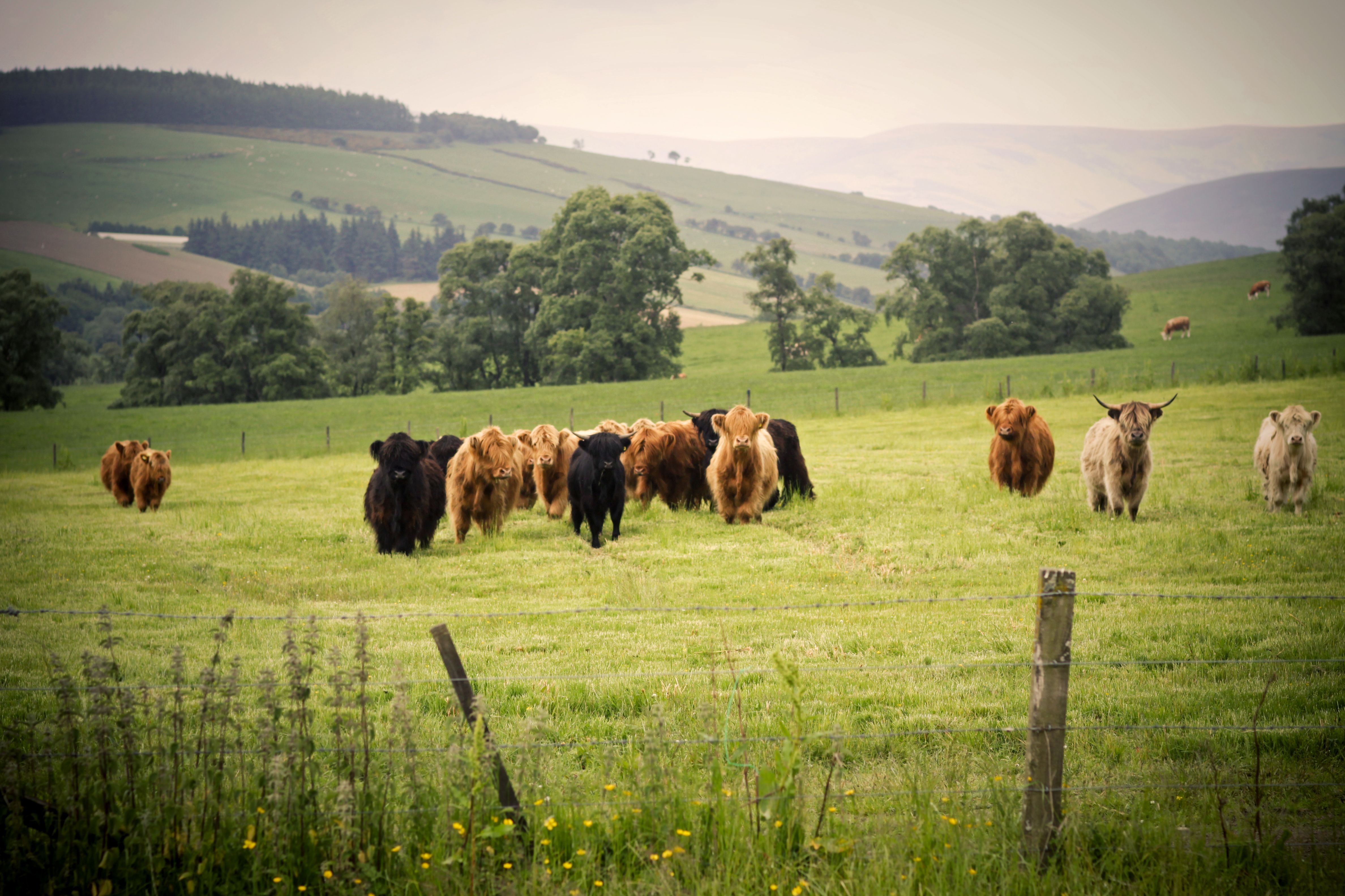 highland cattle selection