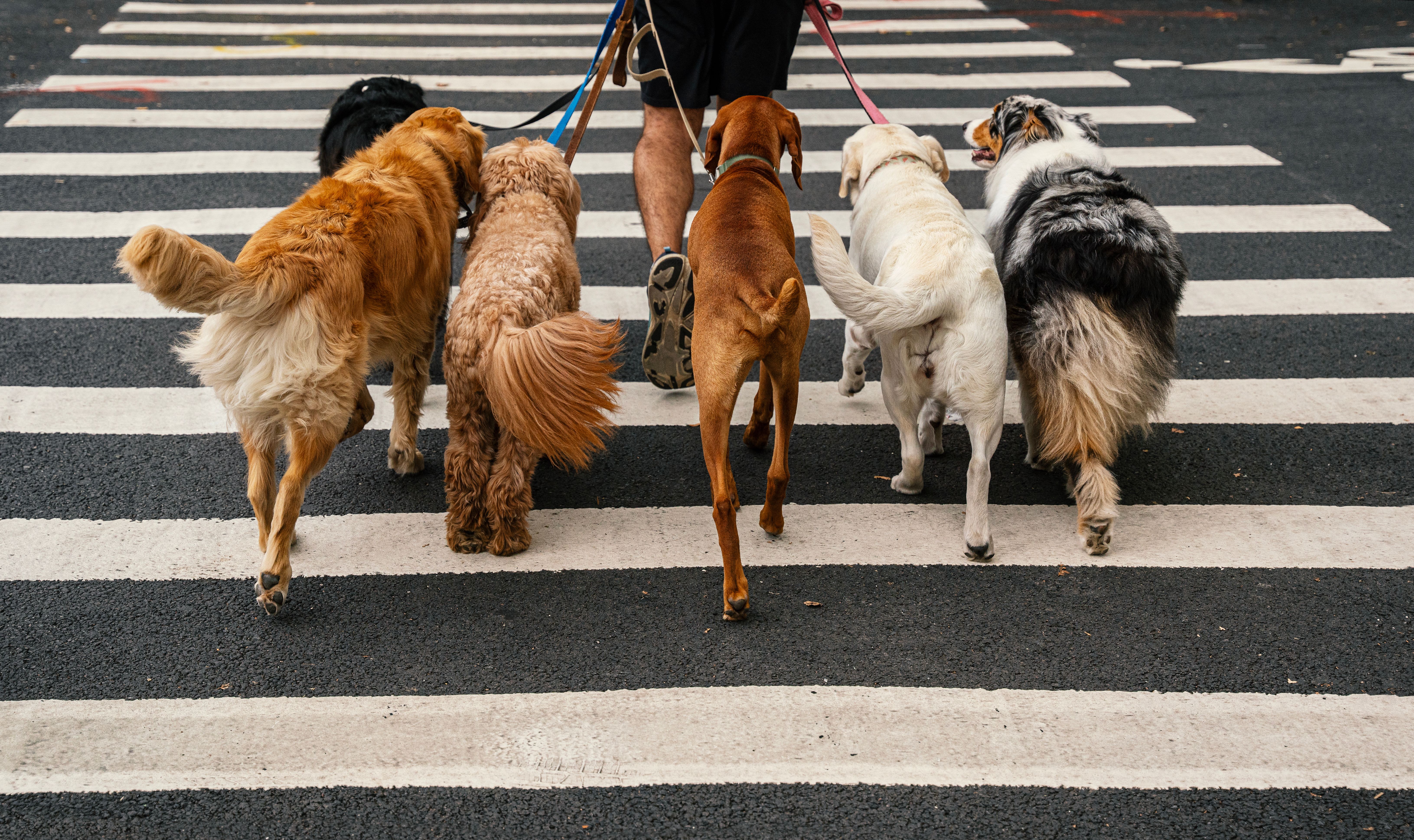 dog walking