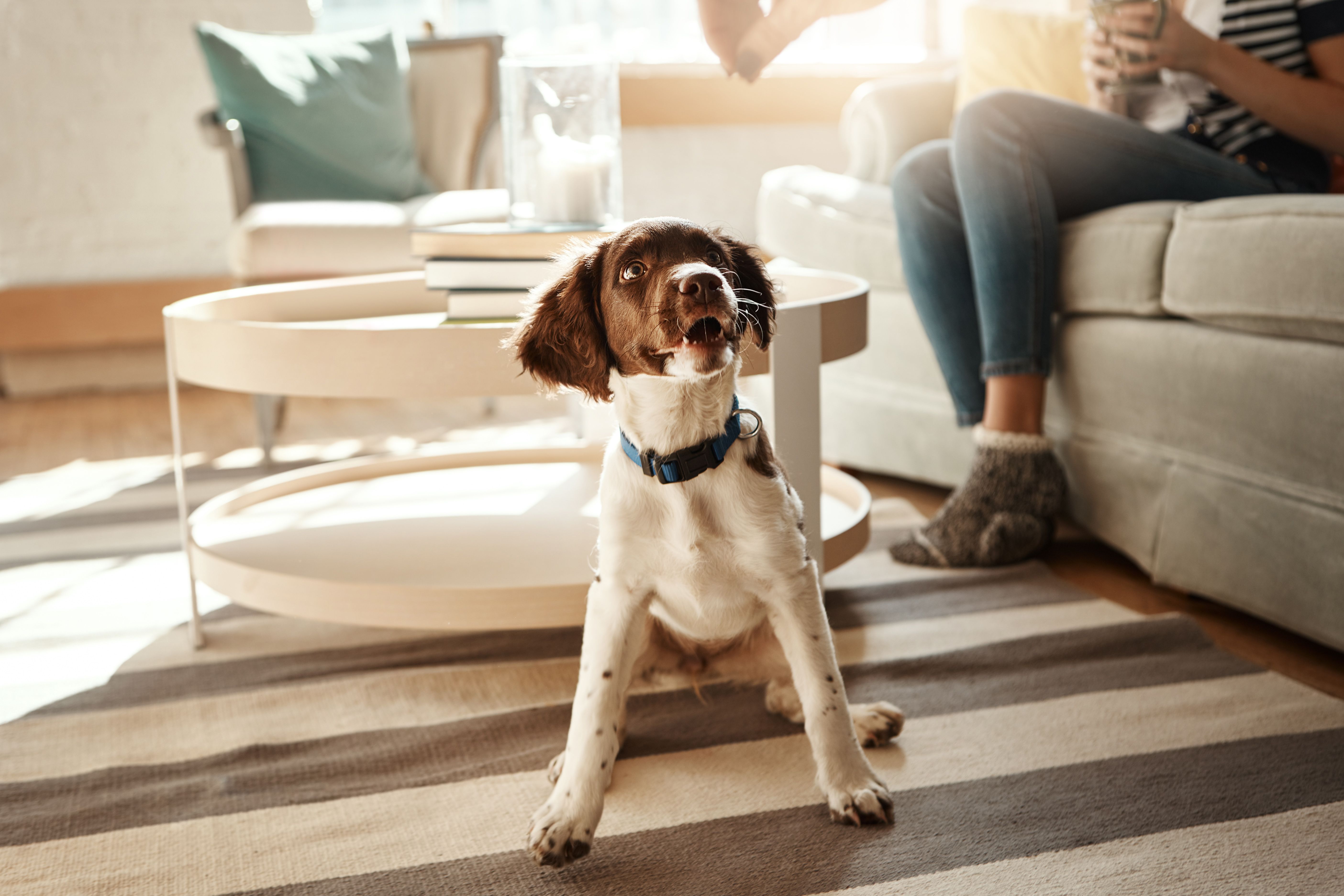 pet on carpet