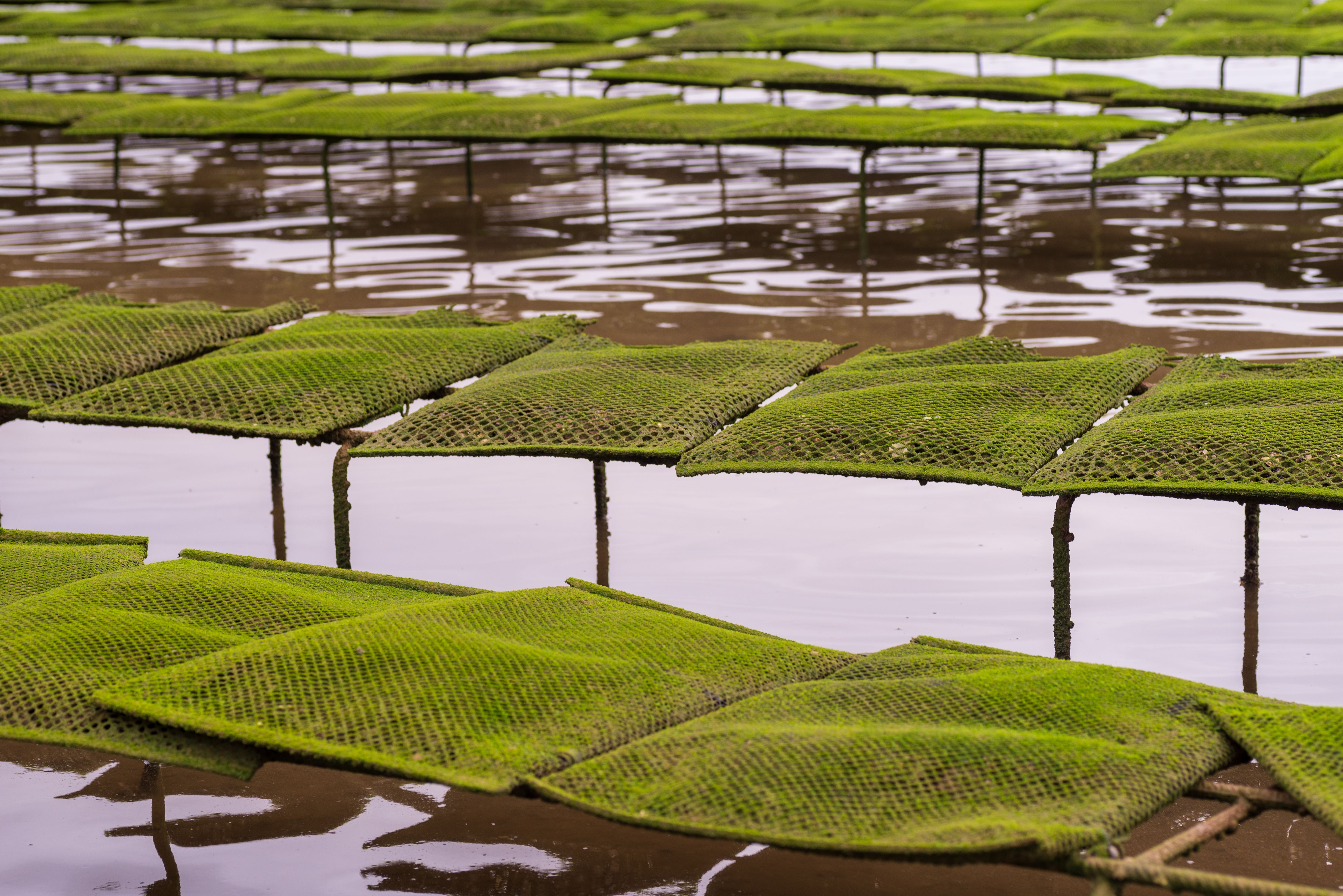 The Oyster Farm: A Model of Sustainable Marine Agriculture The Oyster Farm: A Model of Sustainable Marine Agriculture