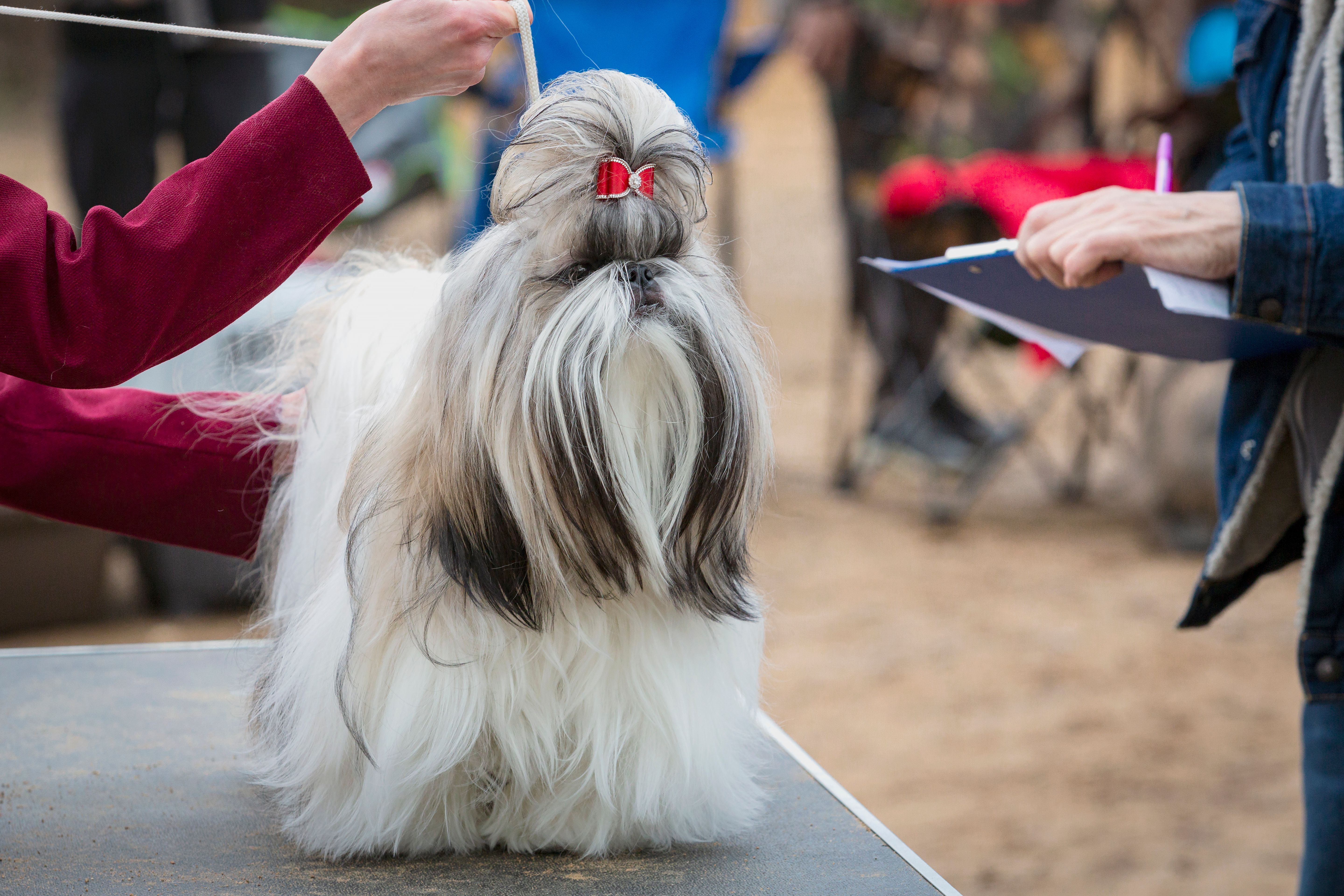 yorkie brushing