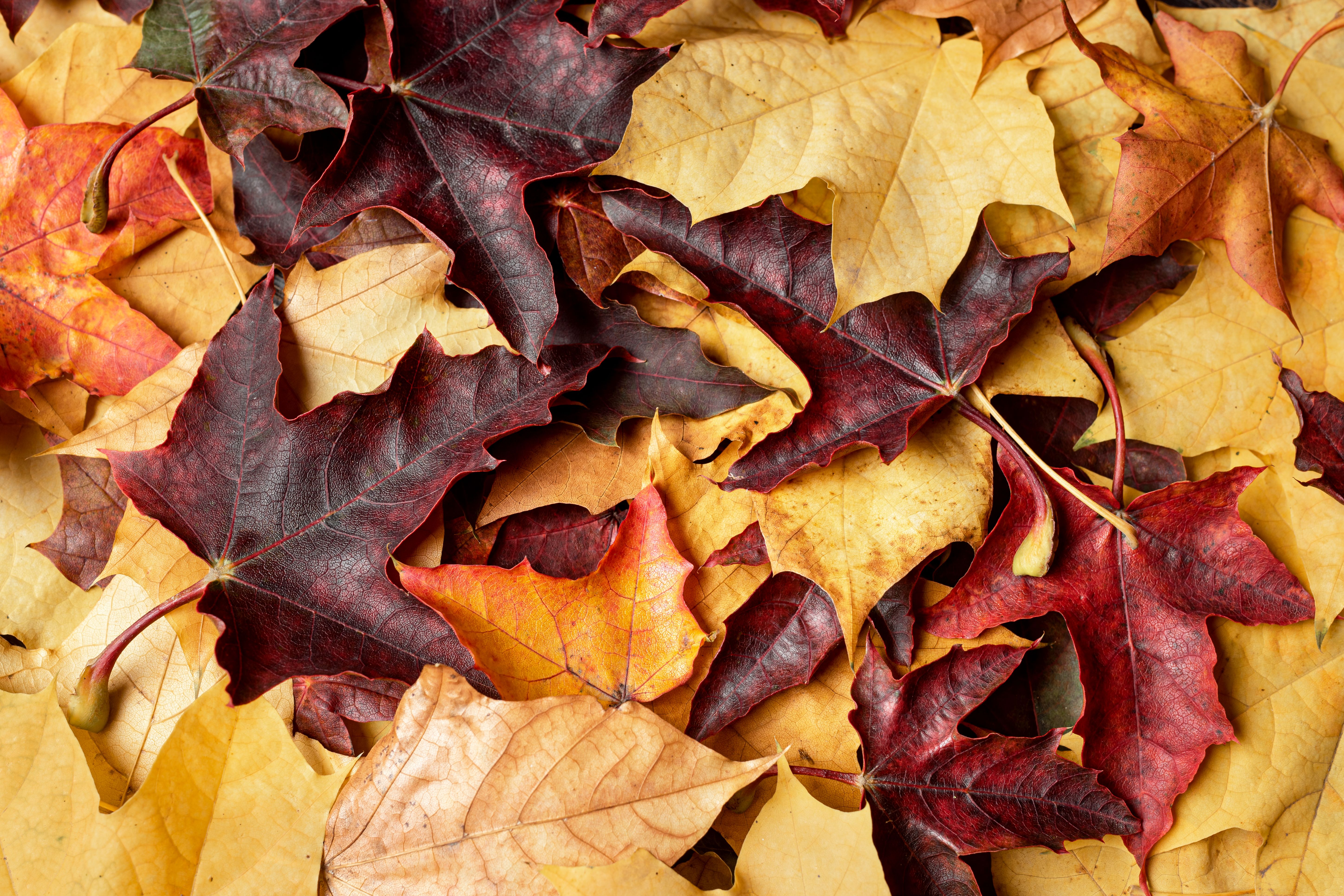 storefront autumn leaves