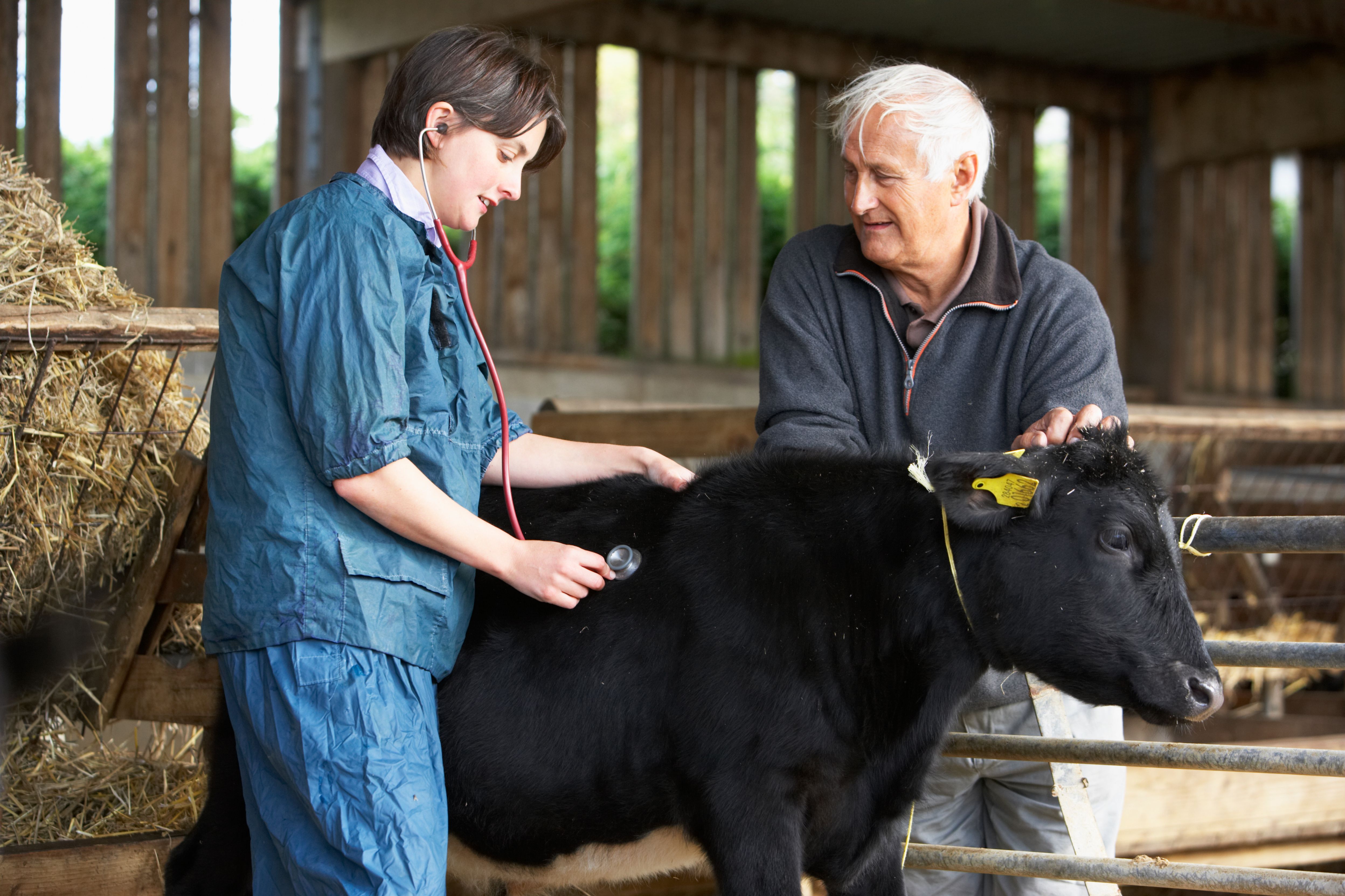veterinary cattle care