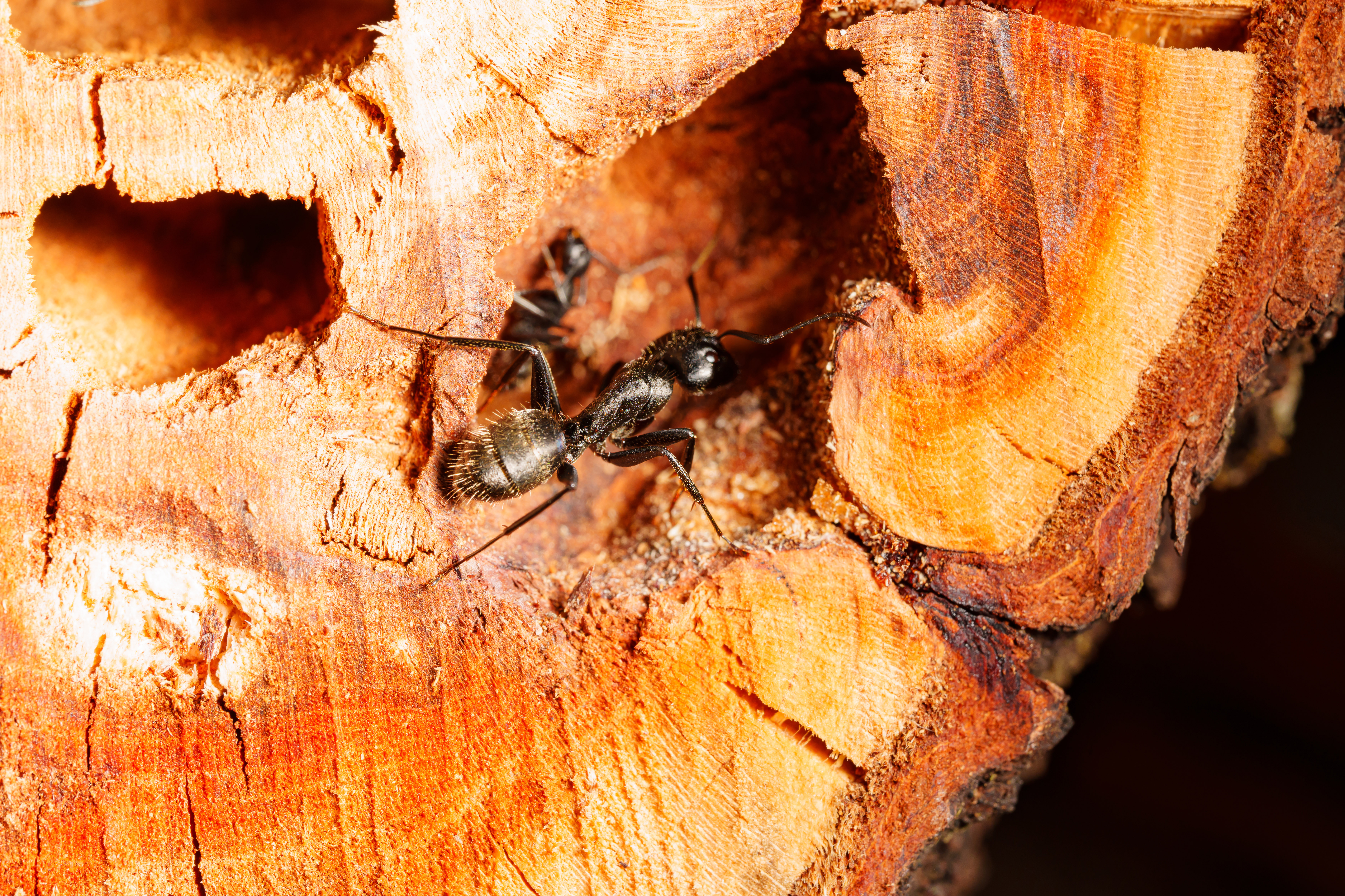 close-up. A black woodworm ant on the surface of a tree.