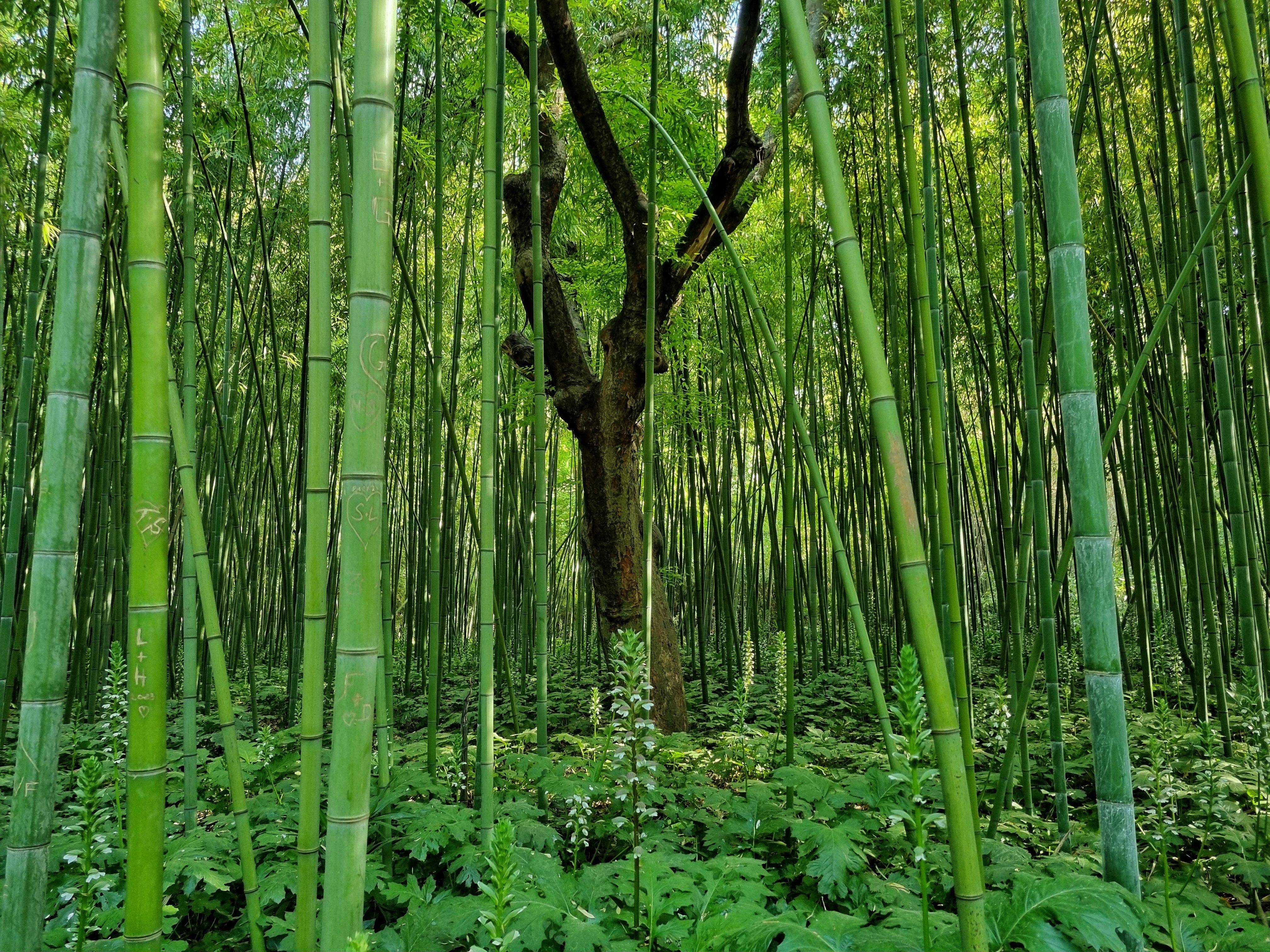 bamboo forest