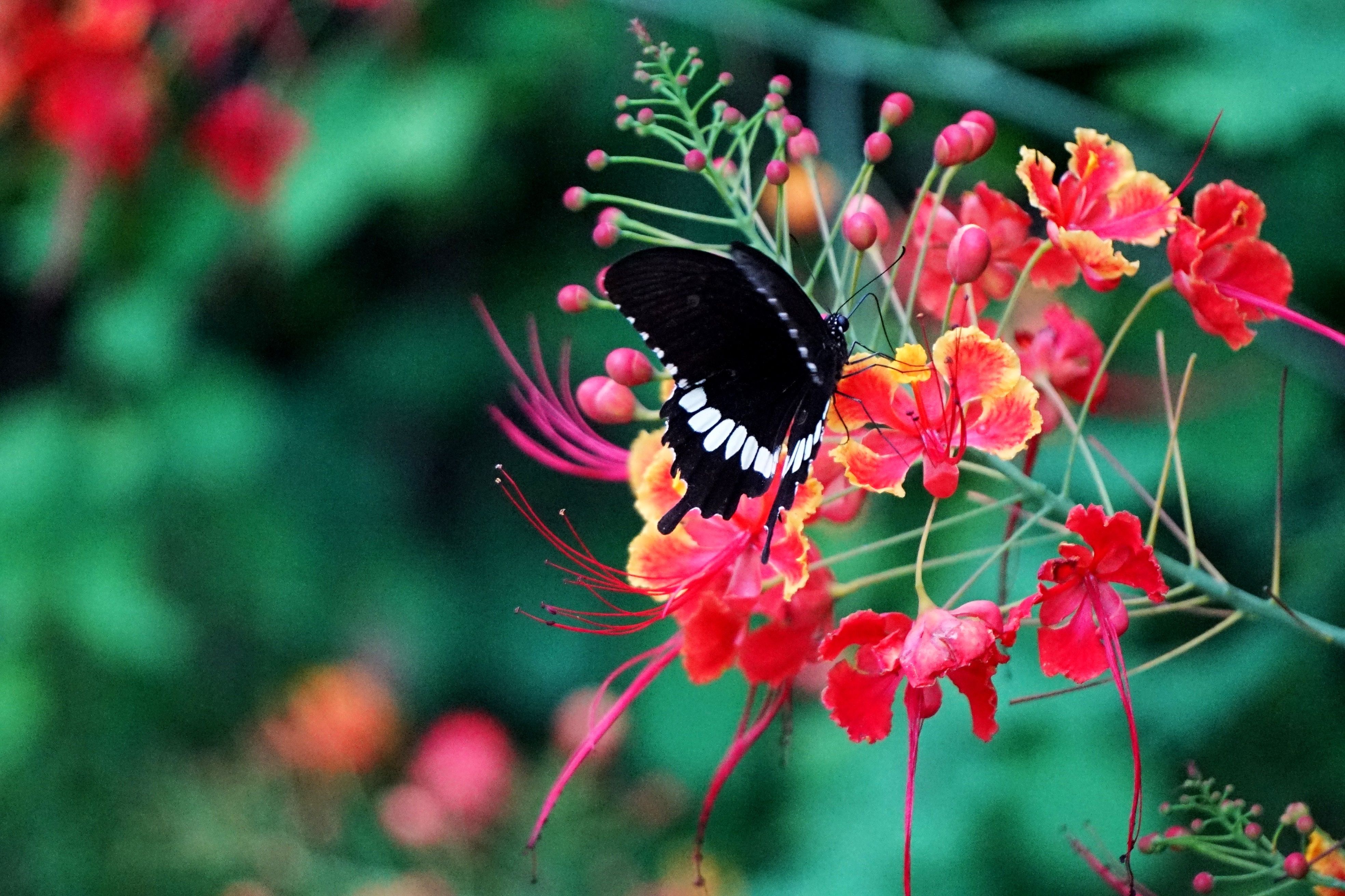 insects common Barbados