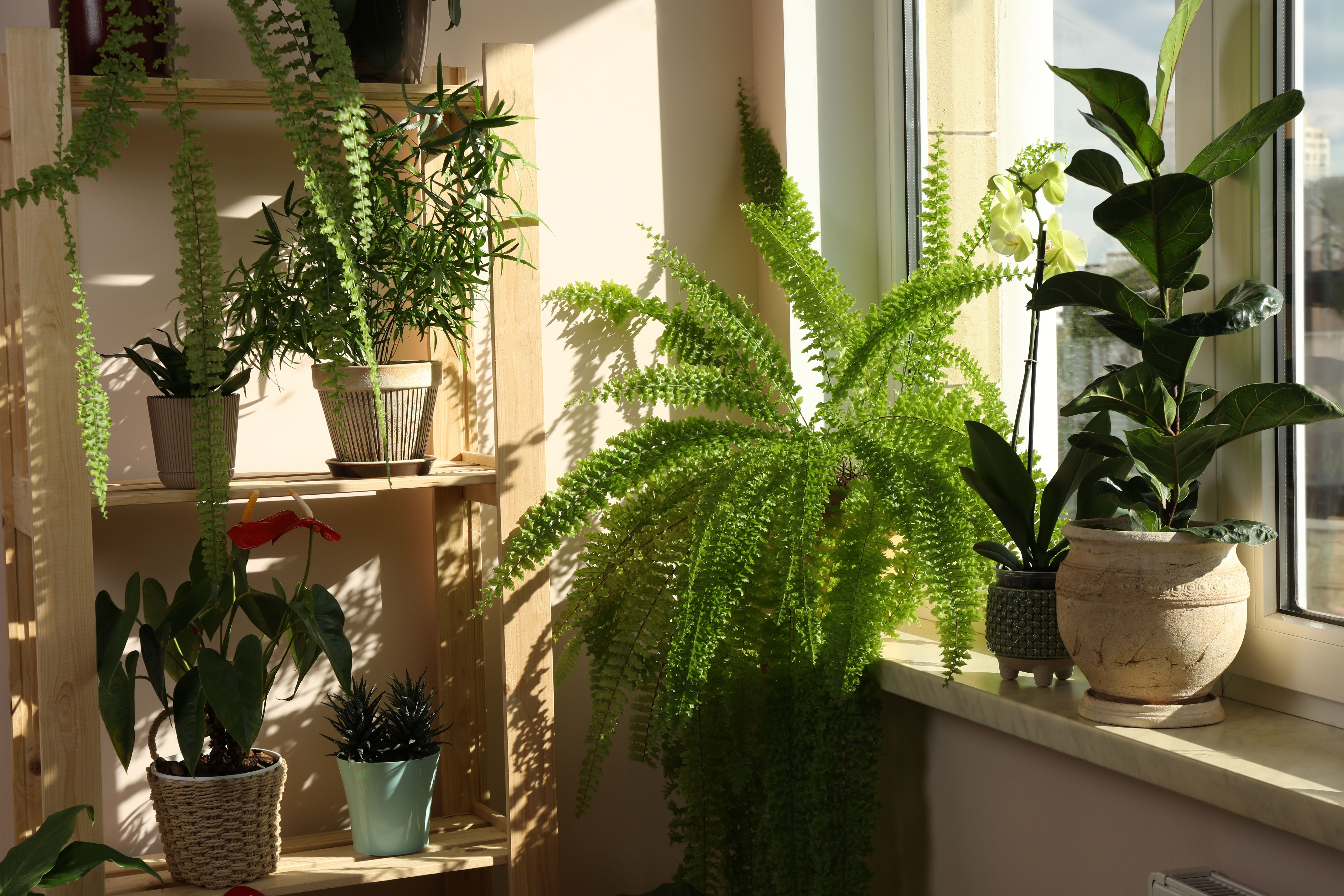 indoor plants