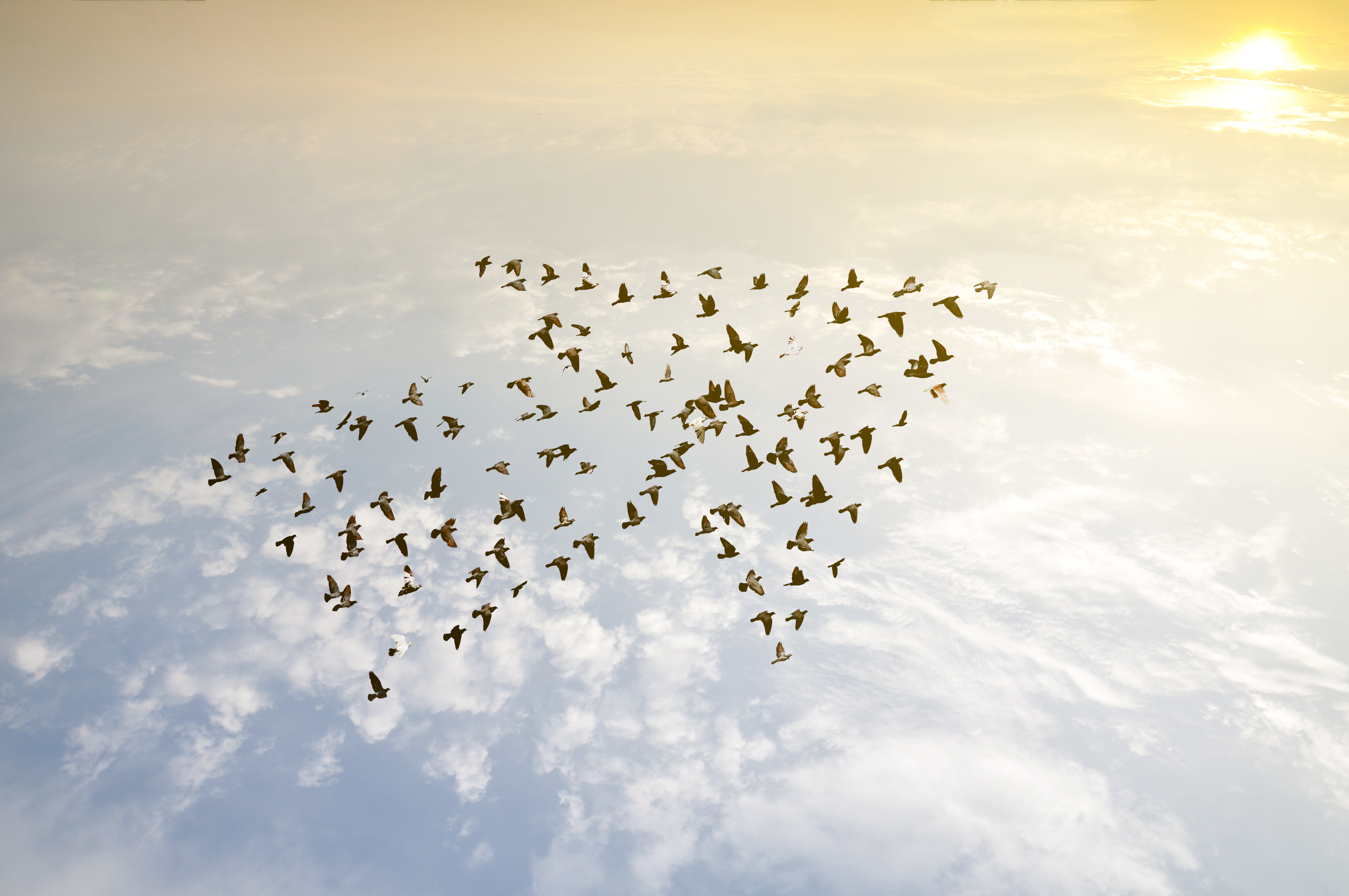 Birds on sky , growth development concept
