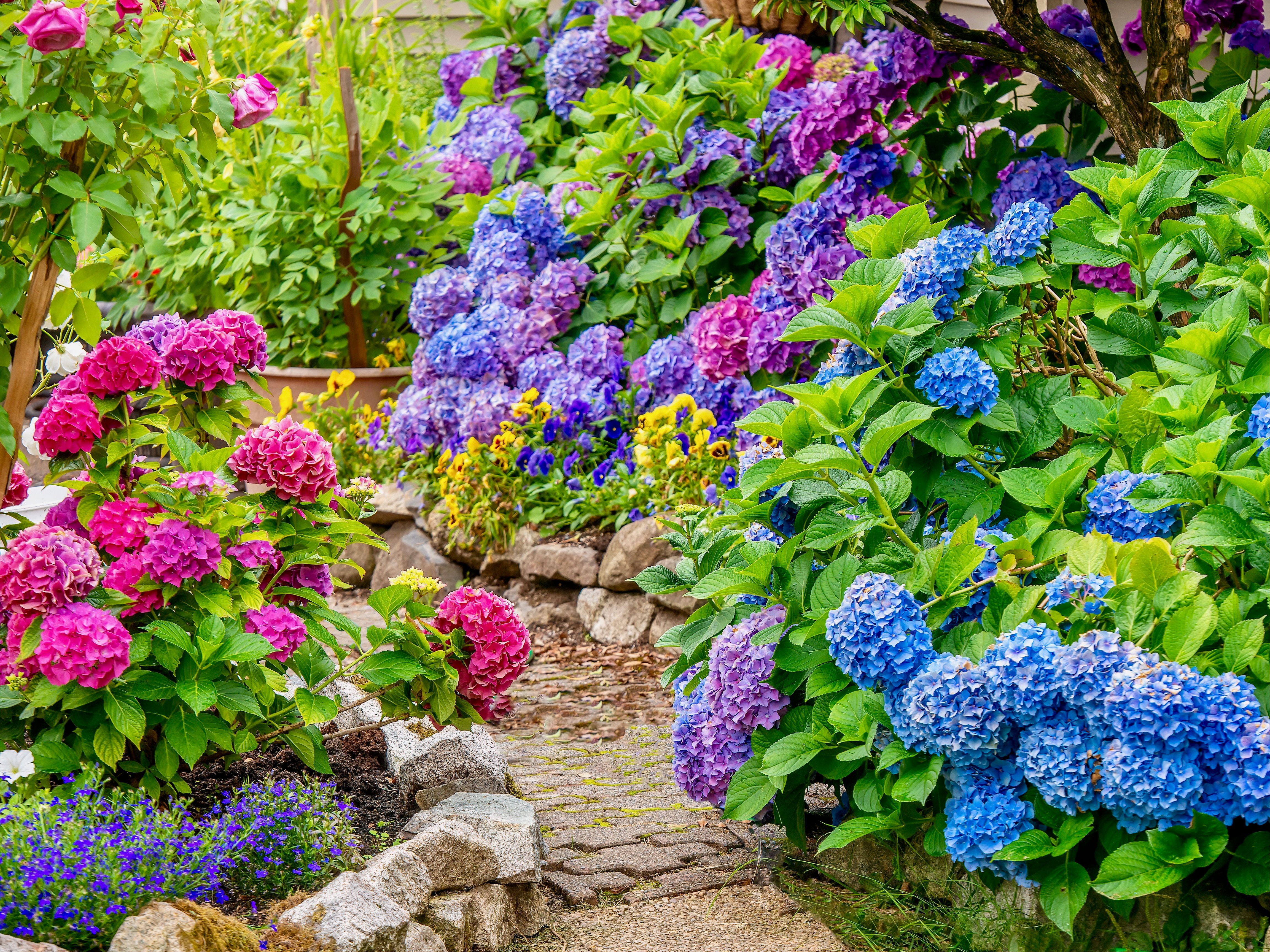 summer garden