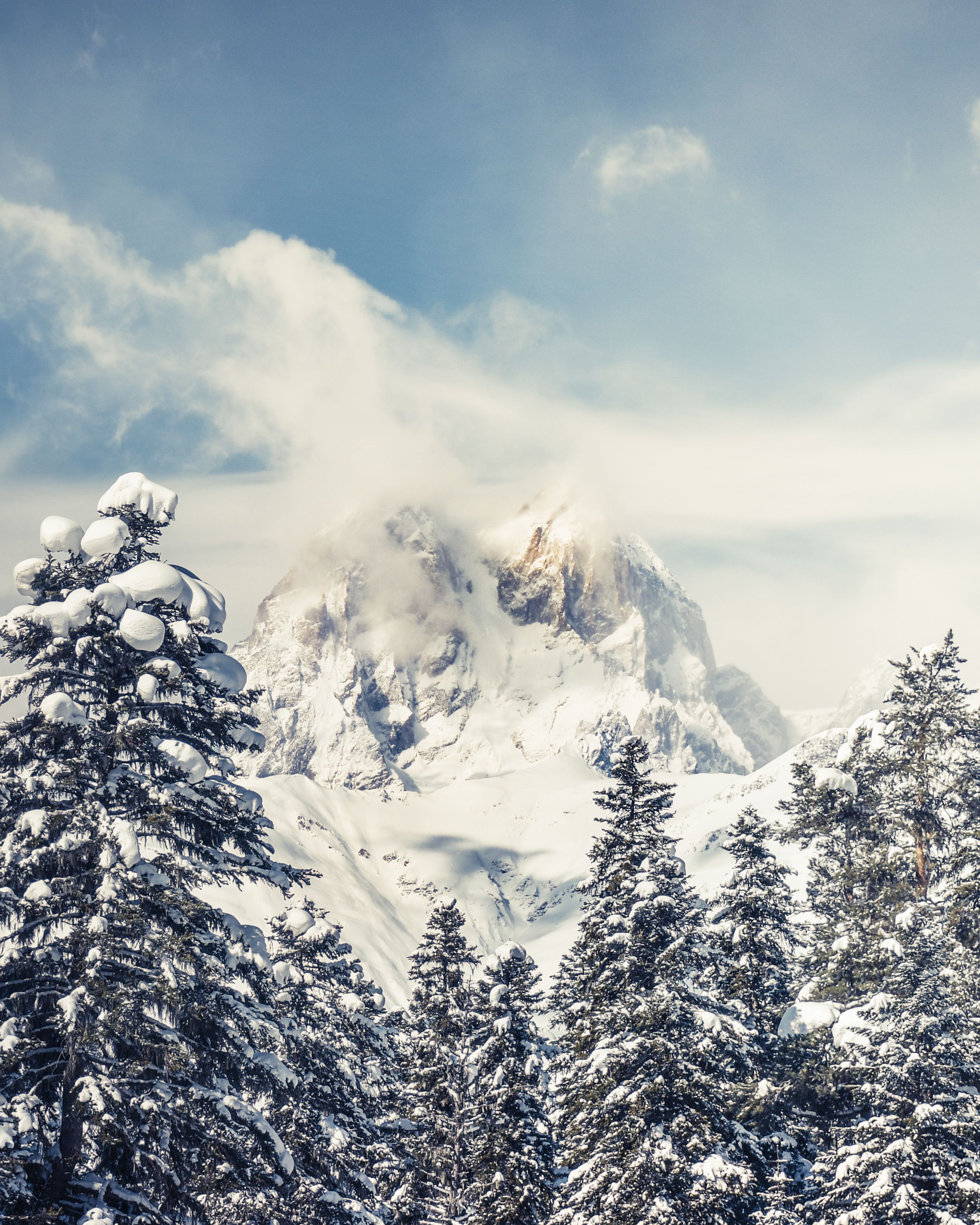 Panorama Snowy pine forest with Ushba peak in Svaneti Georgia, pristine alpine sunny scene, backcountry freeriding skiing destination, wilderness, travel destination Xmas white mesmerizing mountains