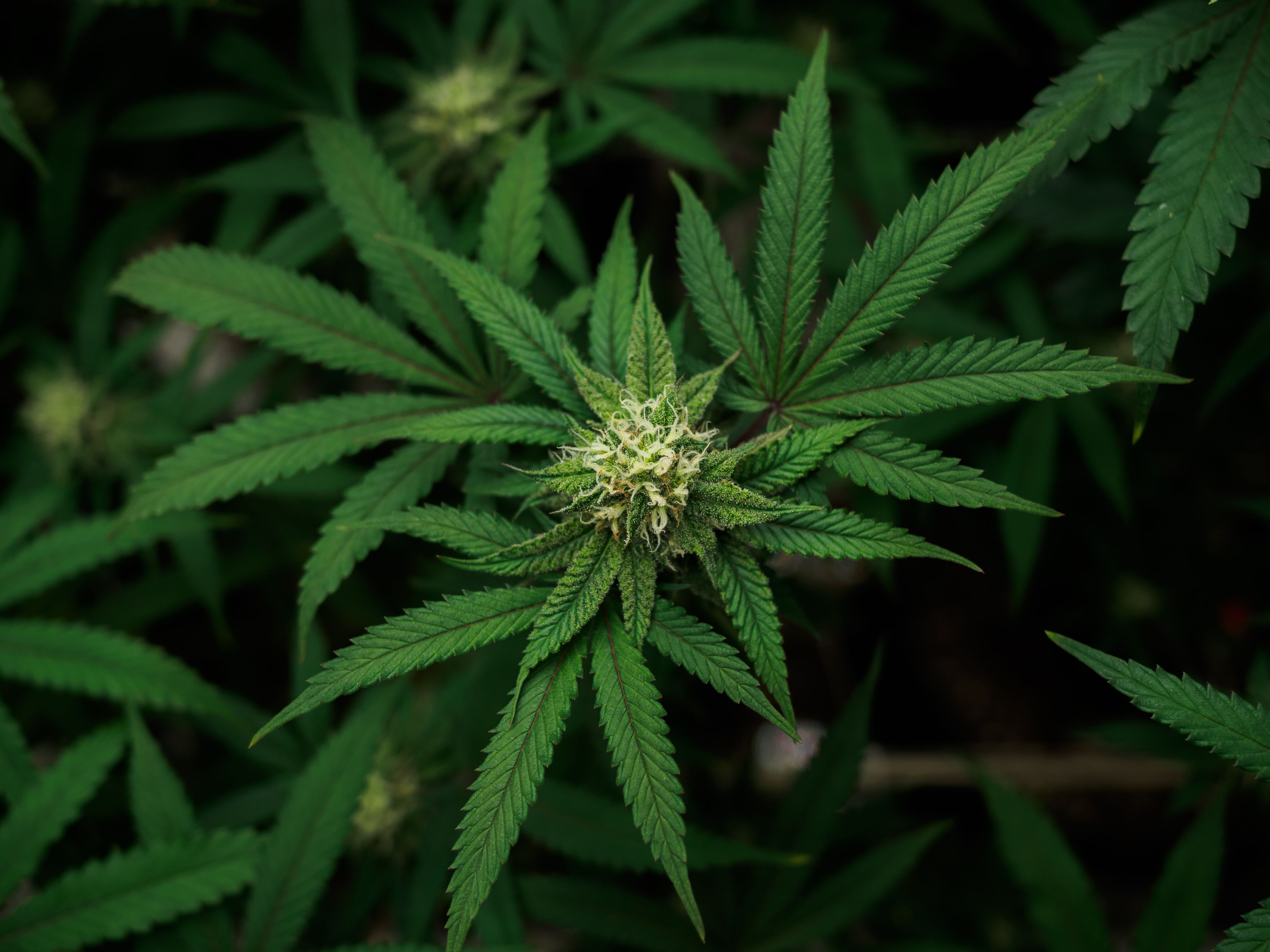 cannabis:indoor growing medical marijuana Just before they finish growing, commercial marijuana grow operation , this is the state of the plants to start flowering. leafy, green leaves and healthy plants.