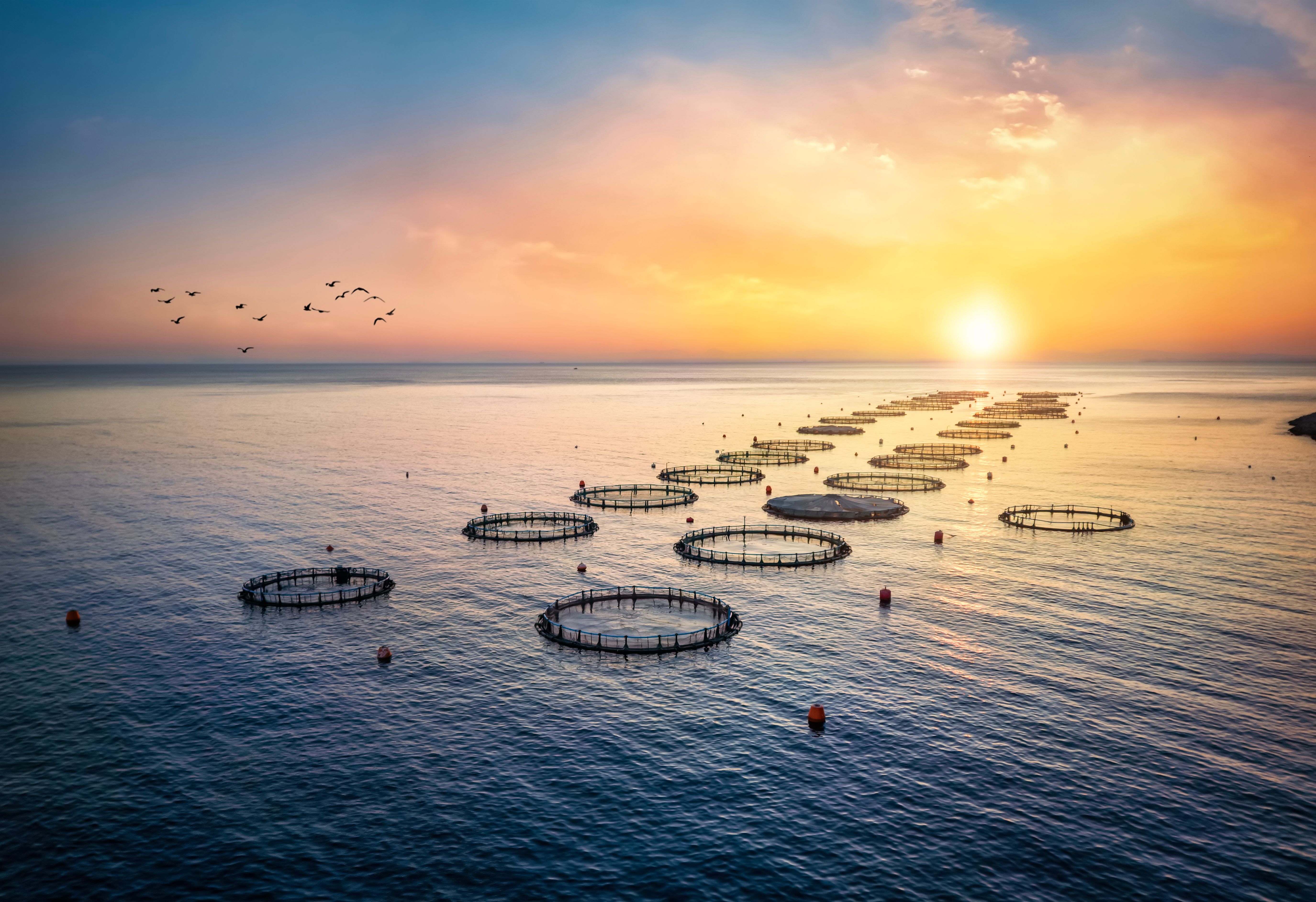 sustainable fishing