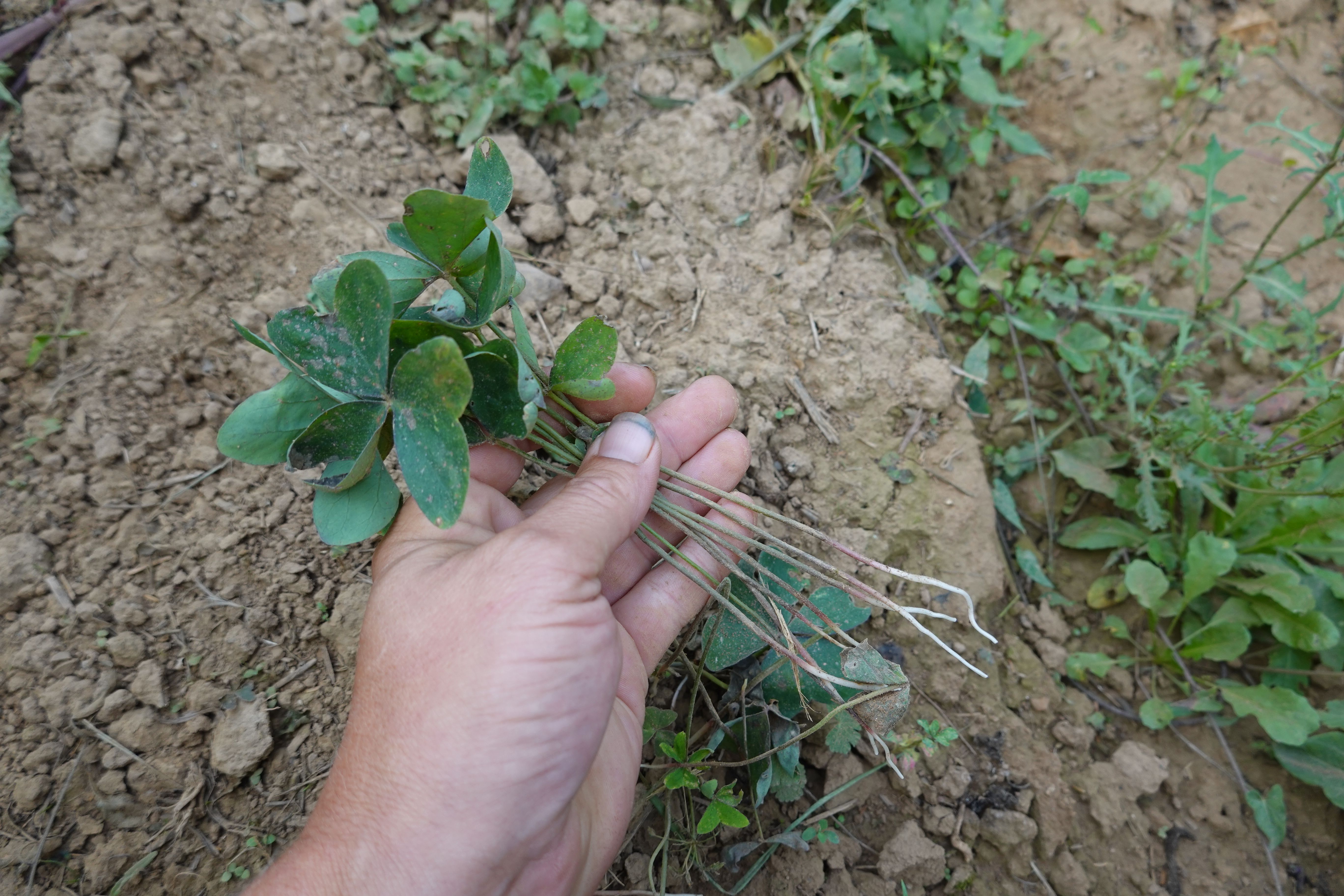 natural weed control