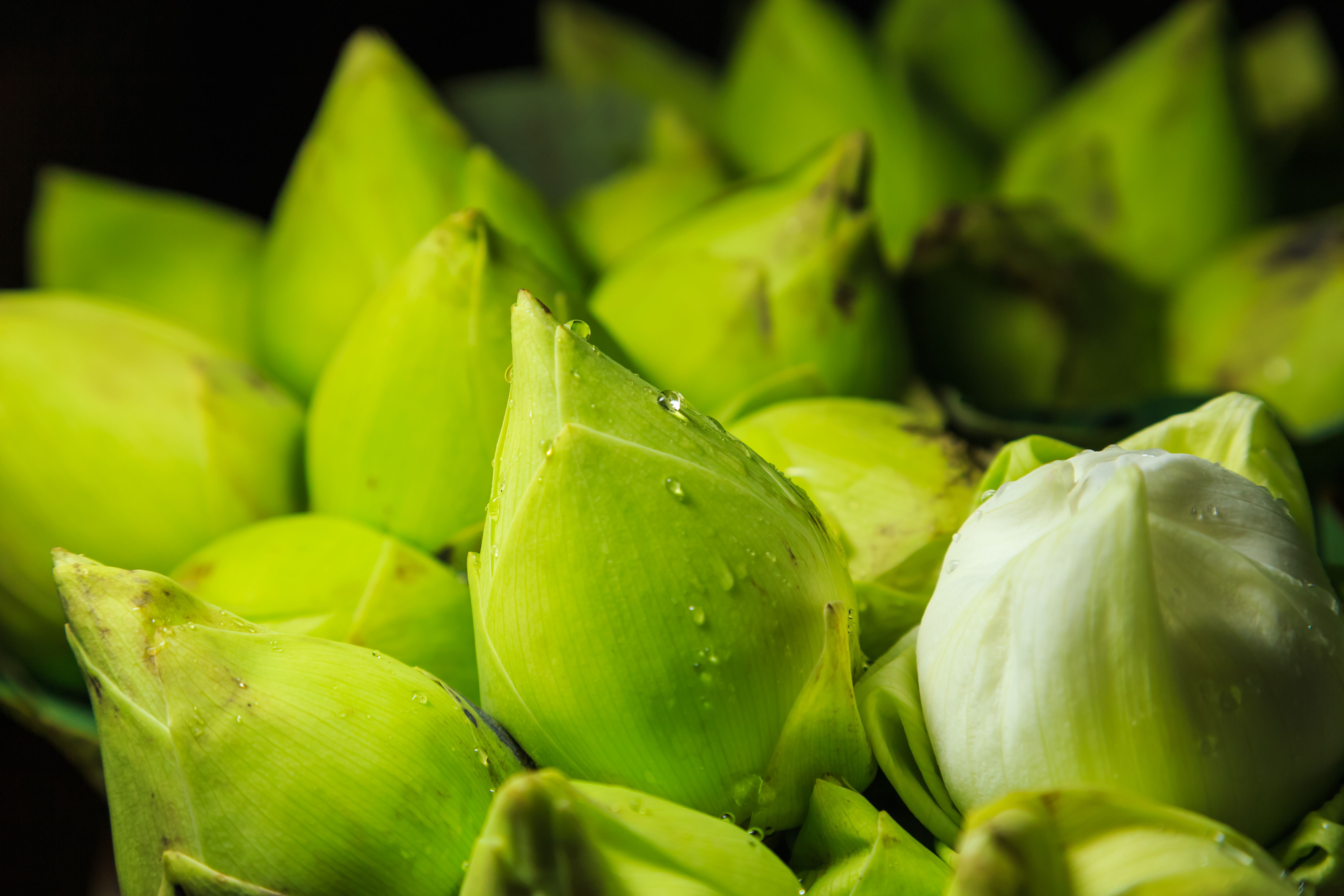 folded lotus flowers , gift to Buddhist monks