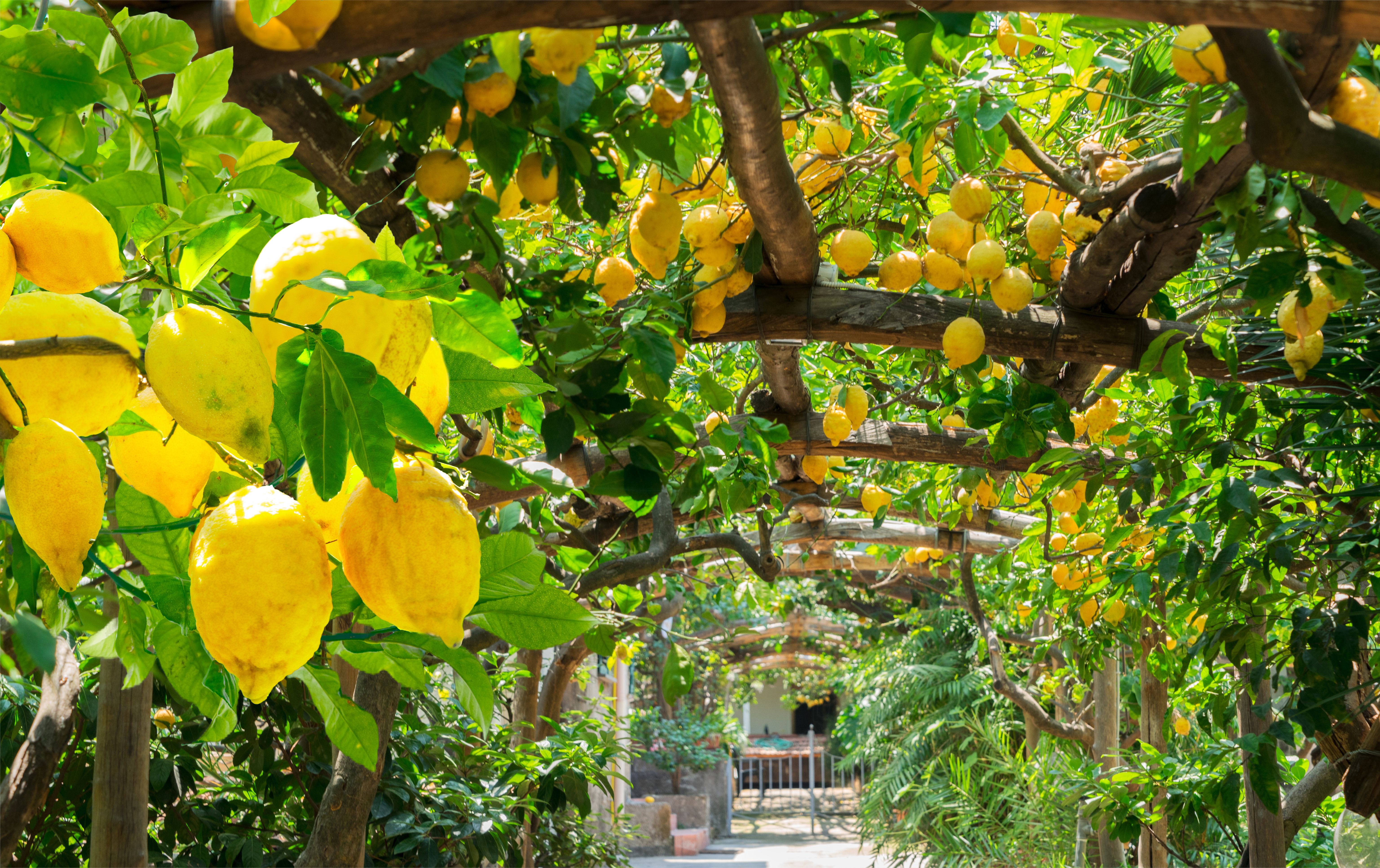 lemon farm