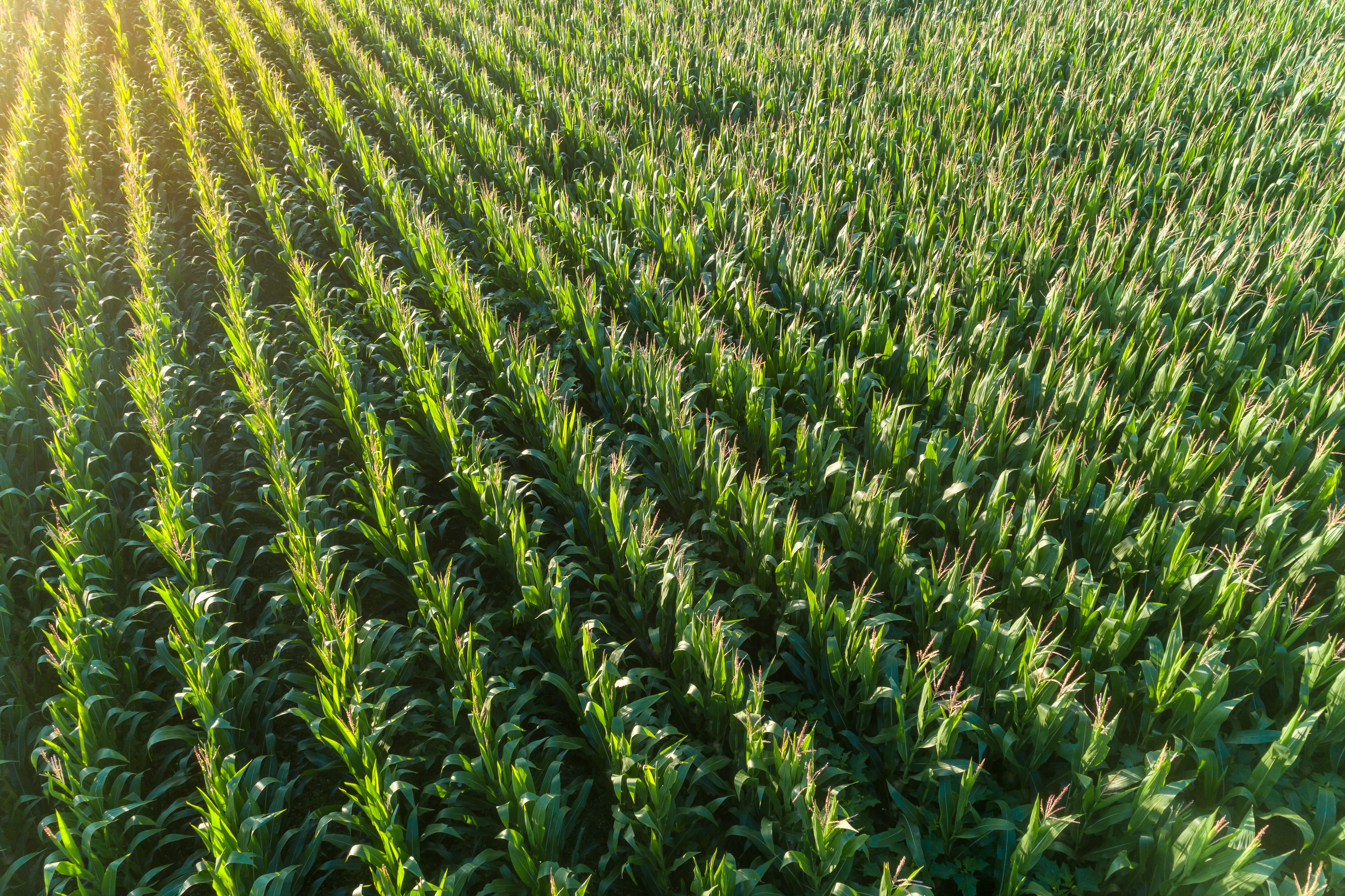 cornfield aerial