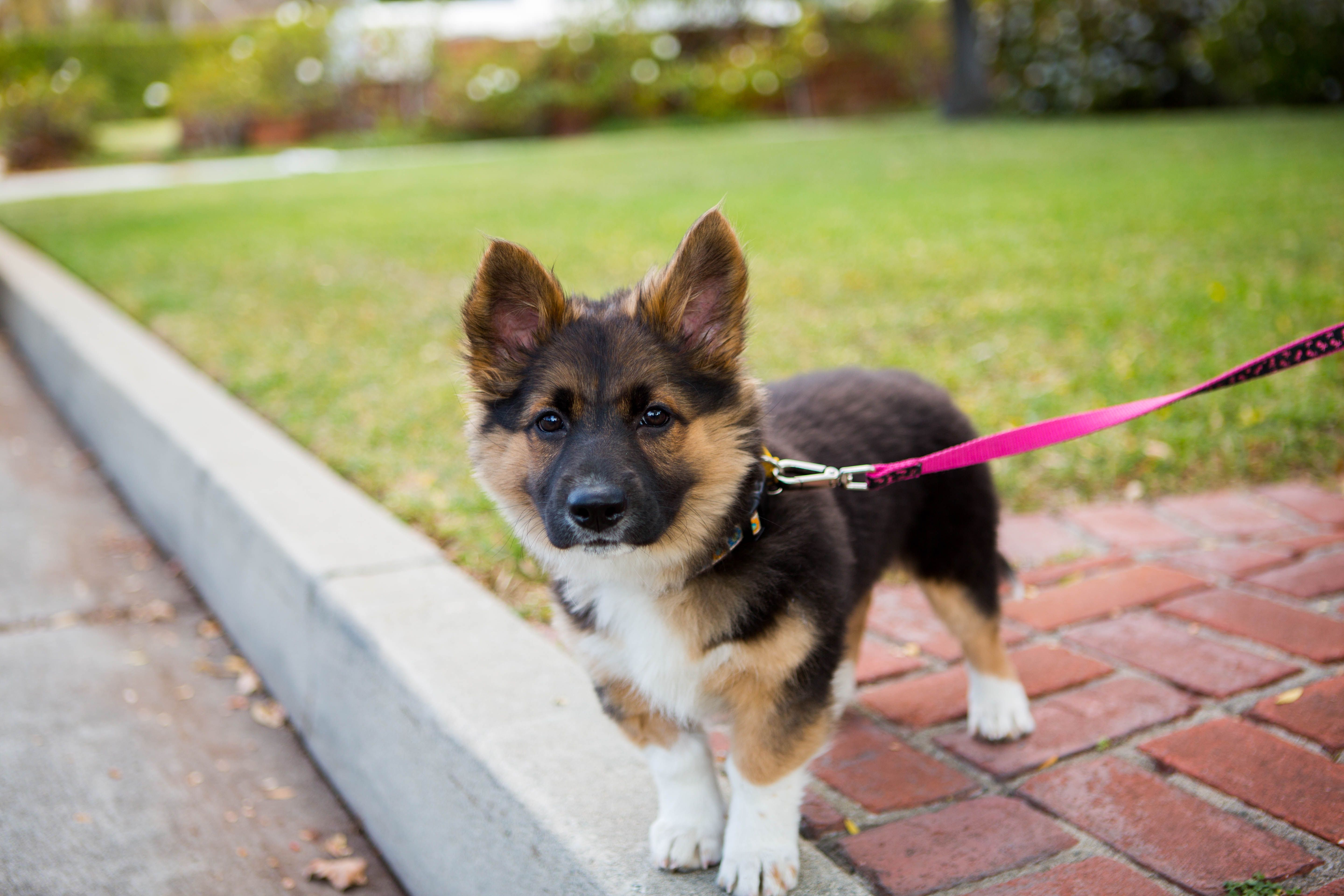 Cute Dog Standing on Front Yard