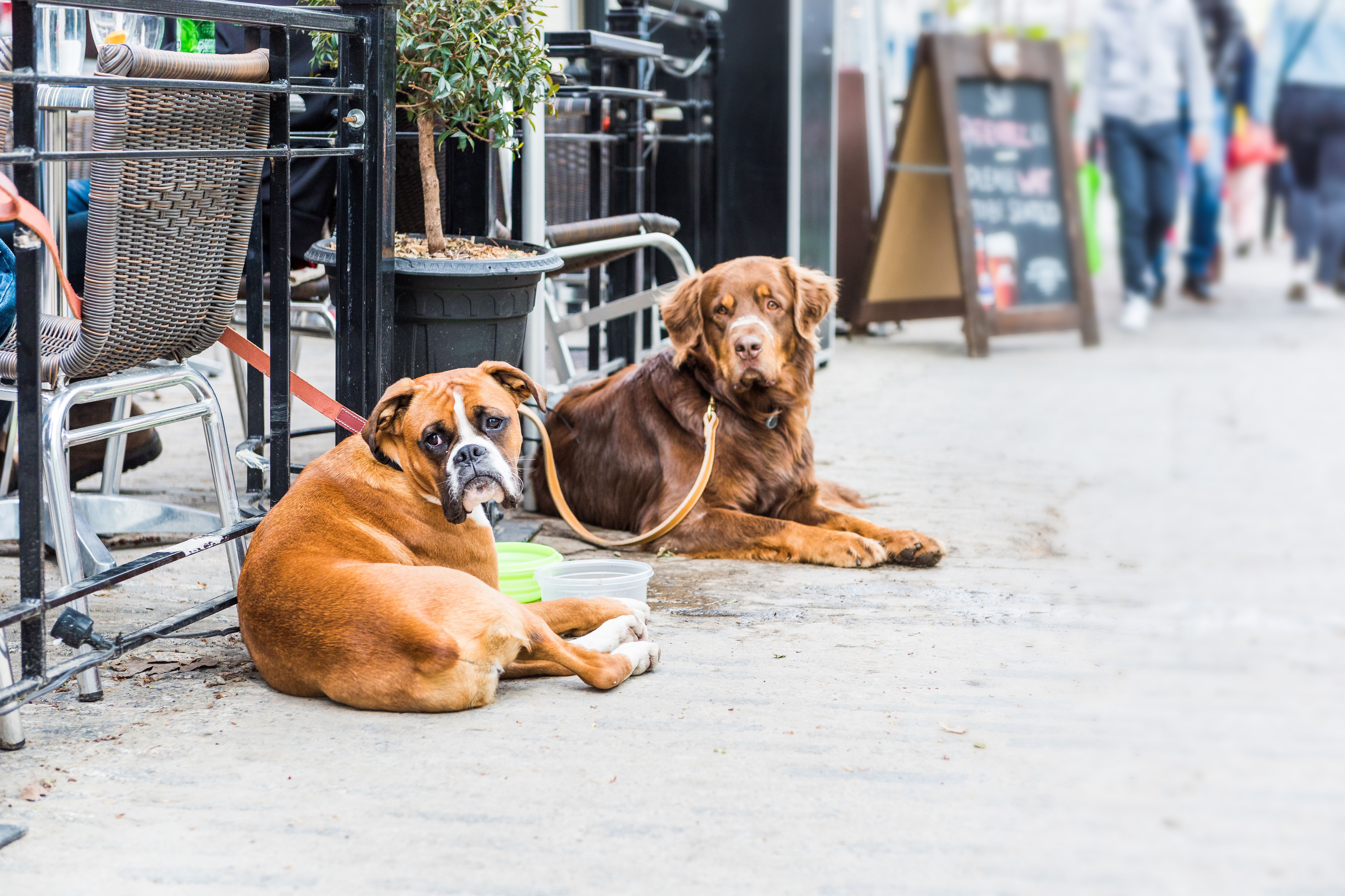 dogs at cafe