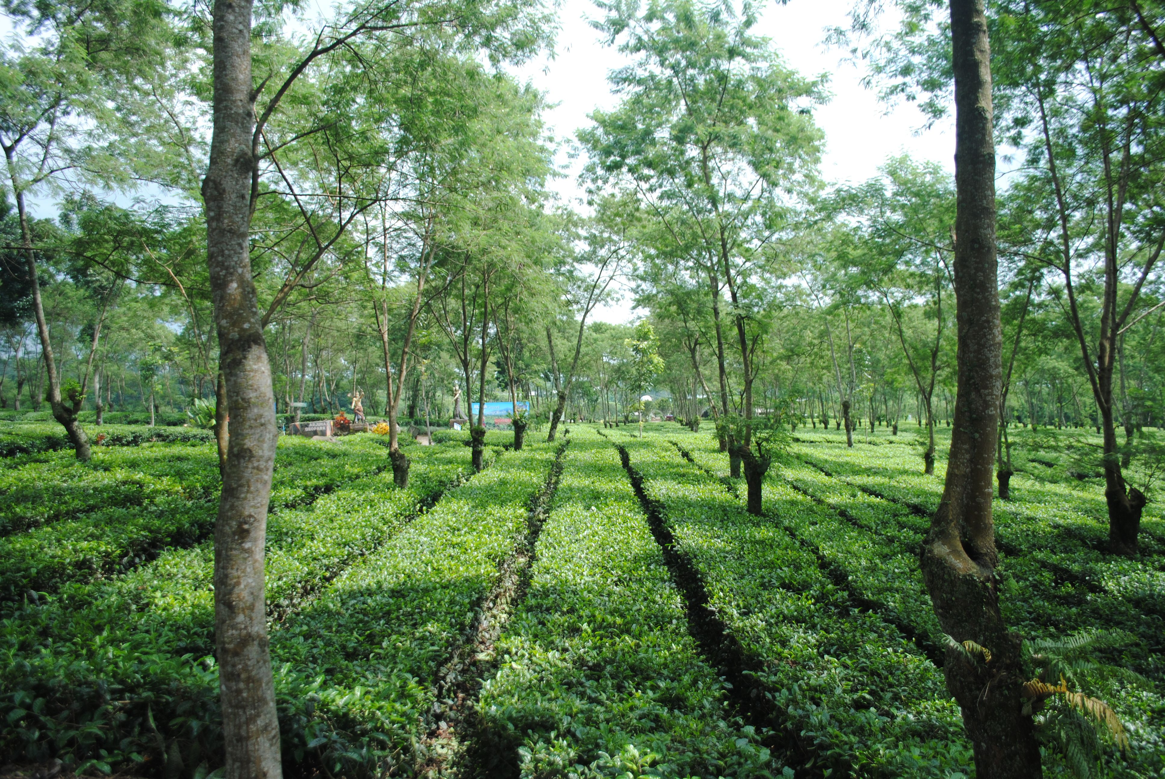 biodiversity in fields