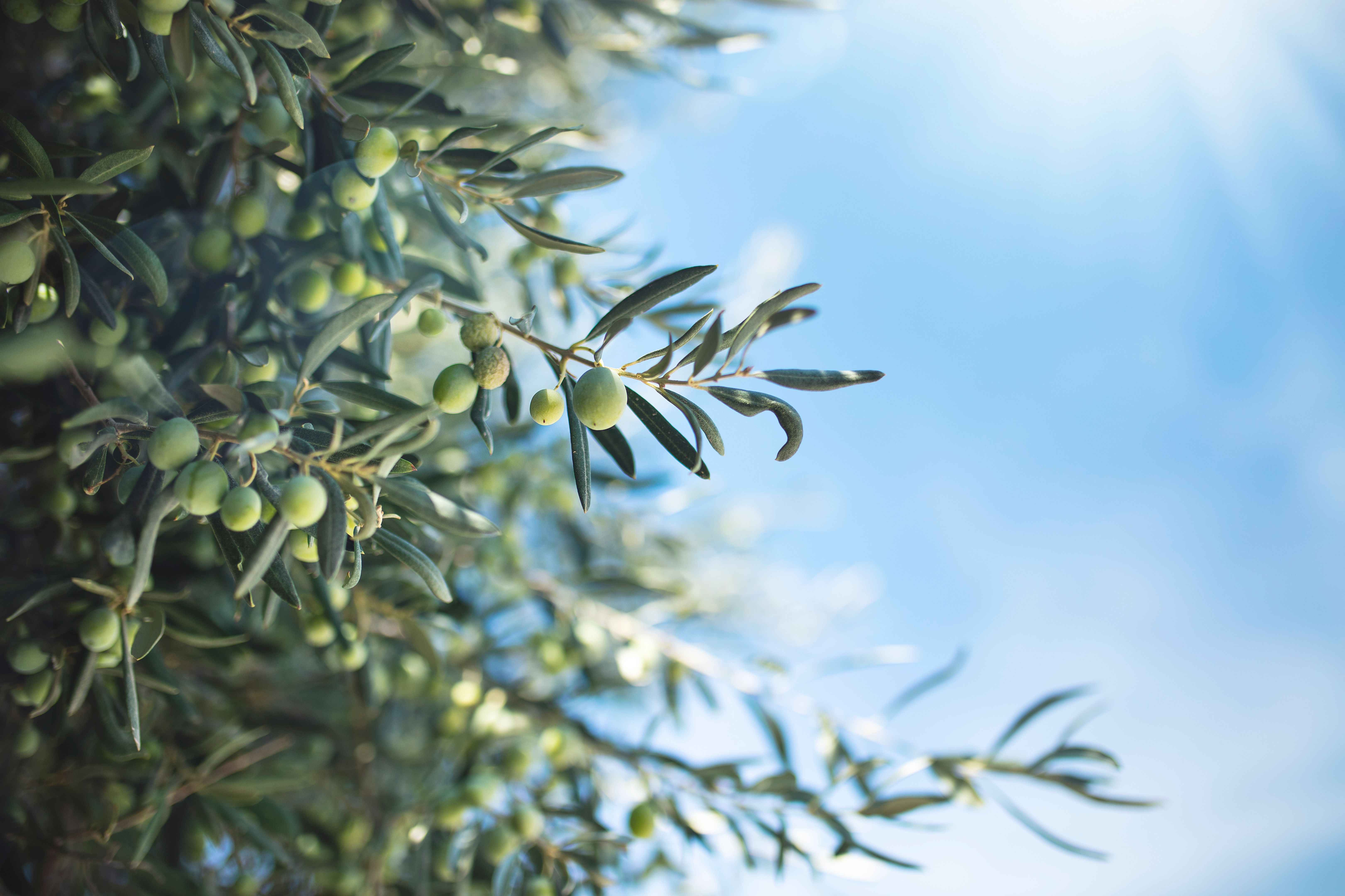 olives