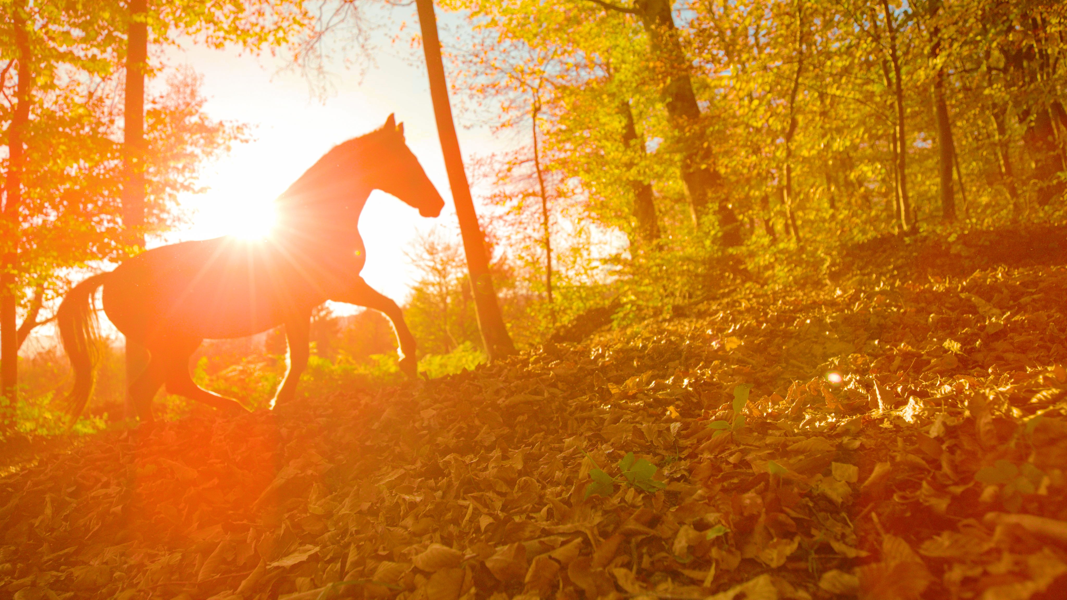 horse seasonal changes