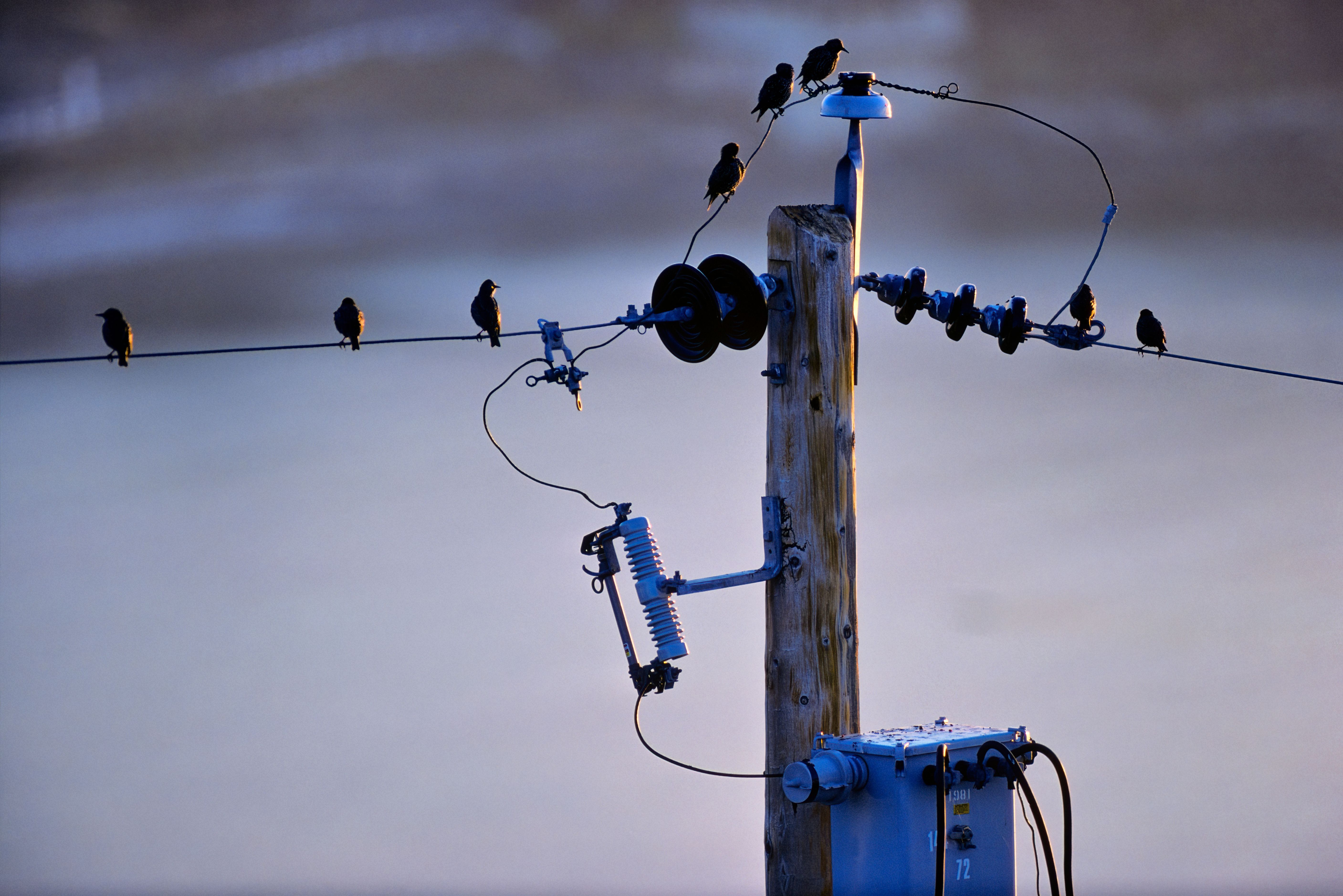 bird flight diverter utility