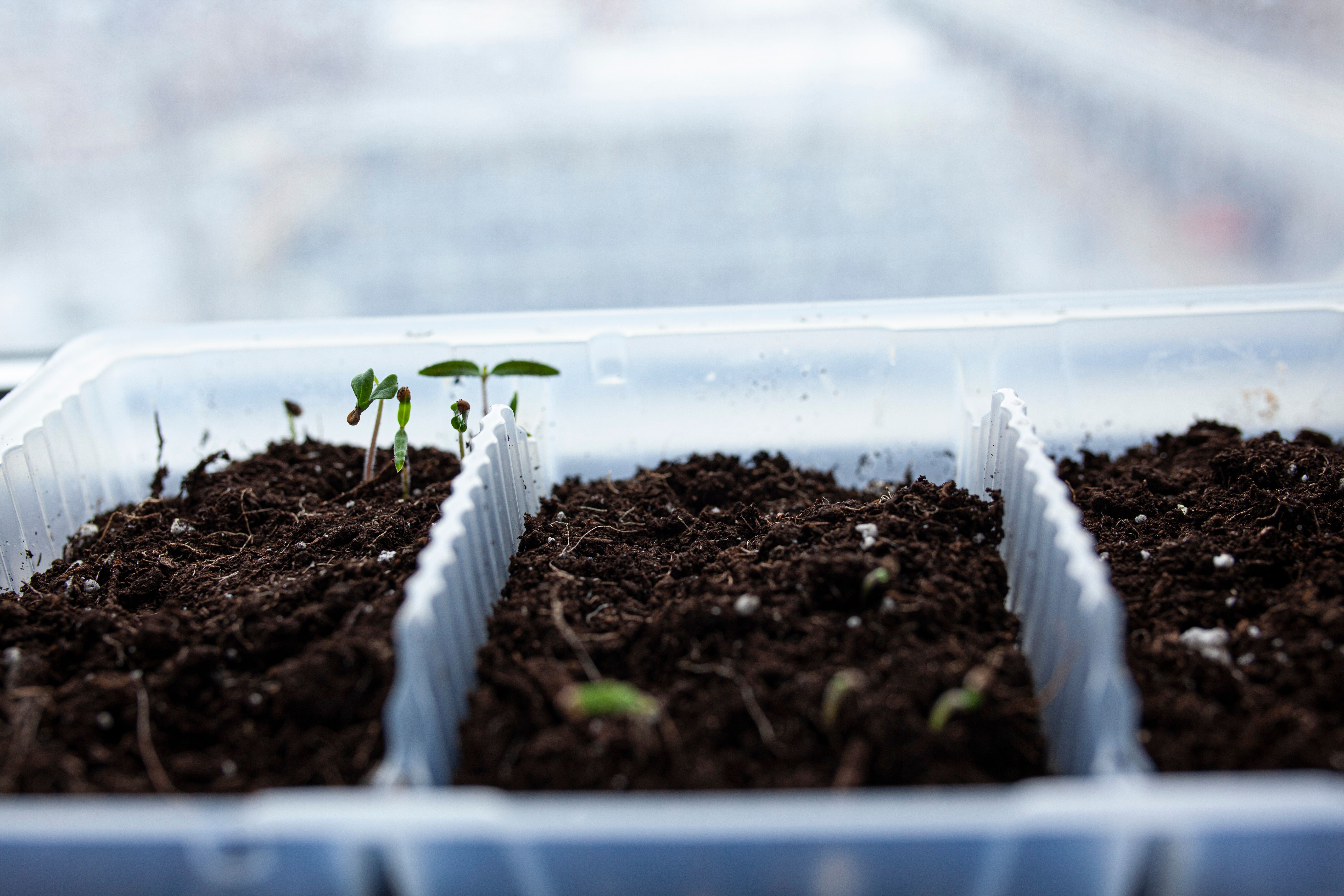 Green sprout in the ground