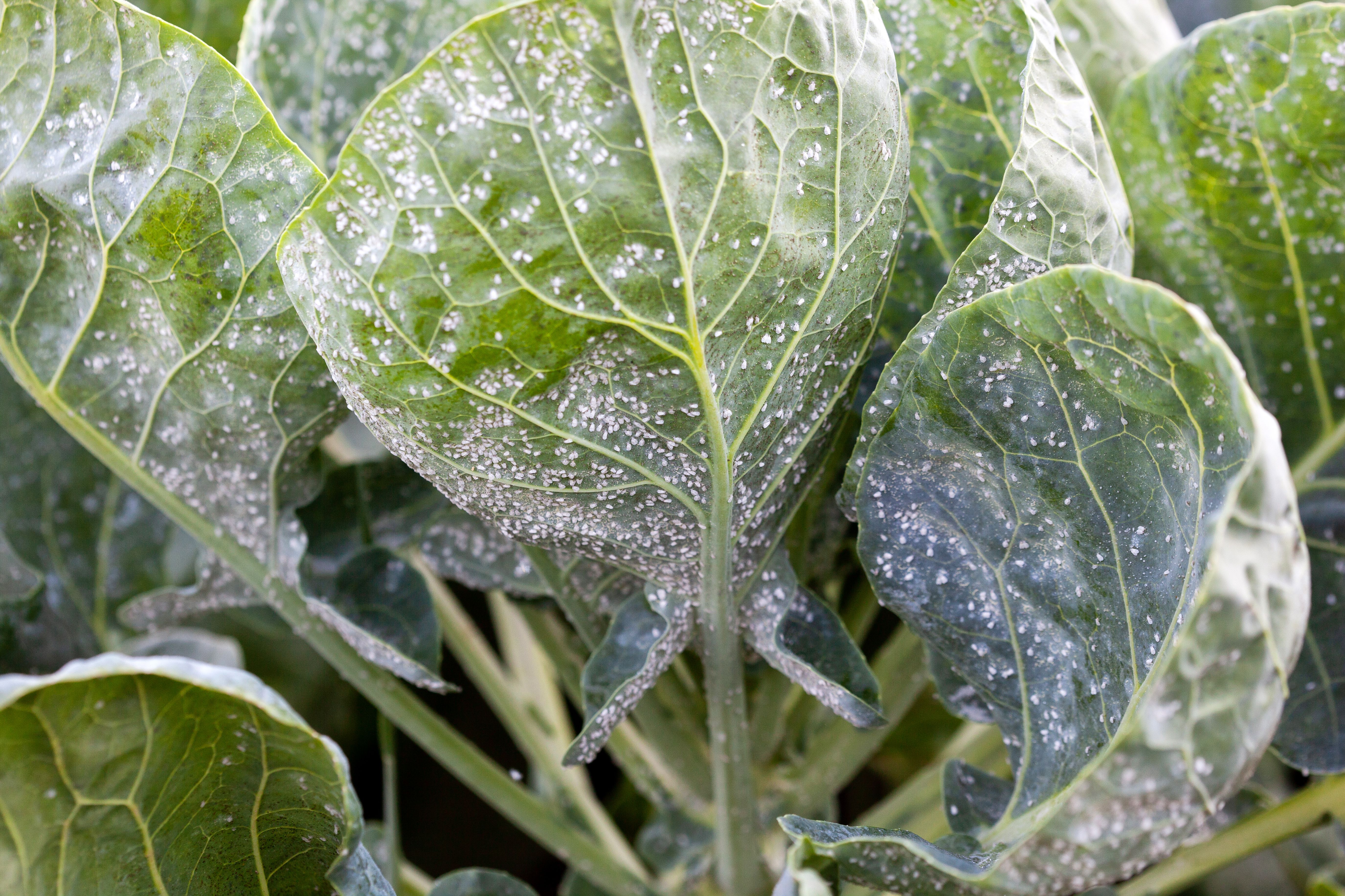 greenhouse pest control