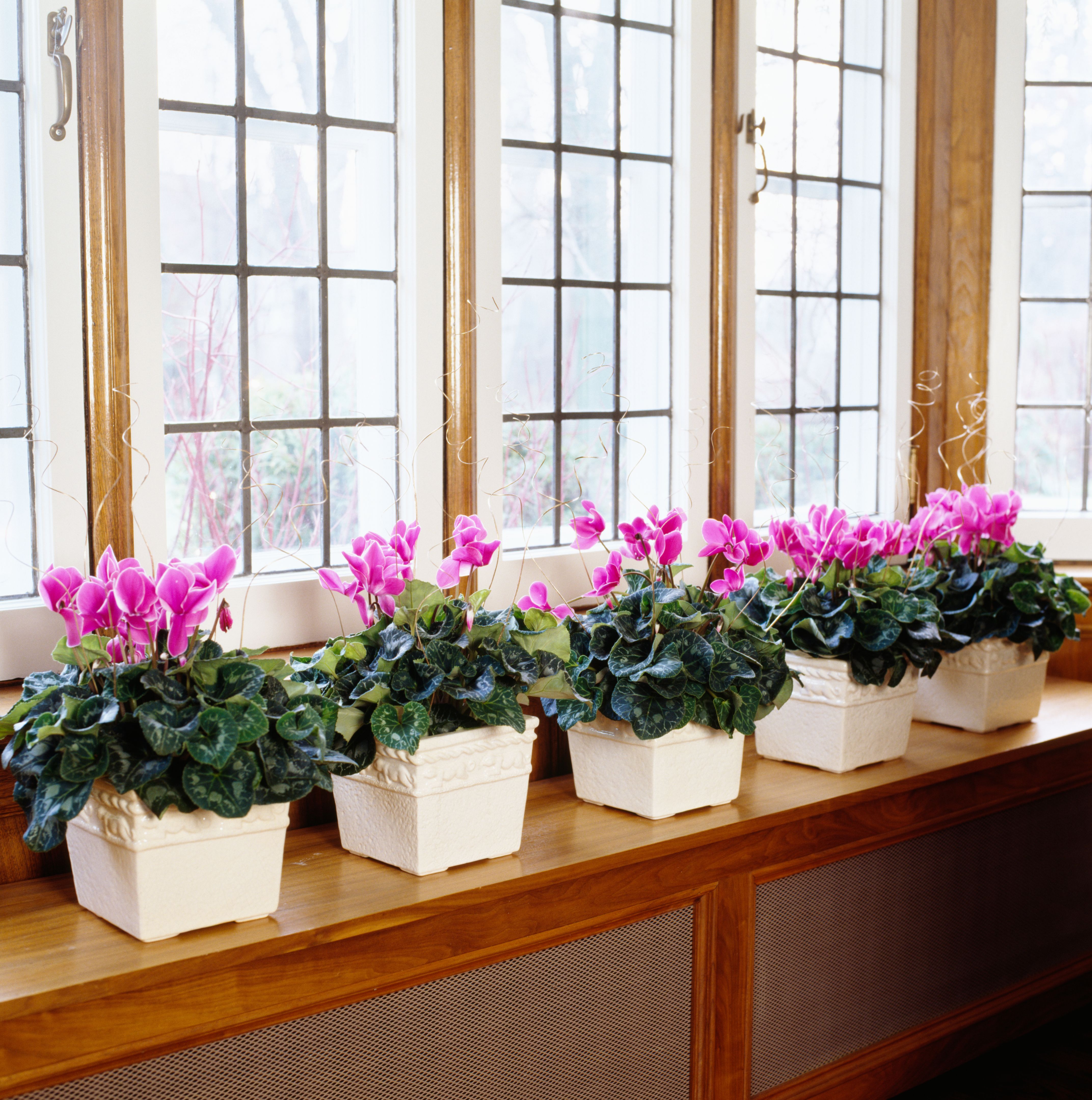 Spring Flowers Spring Flowers