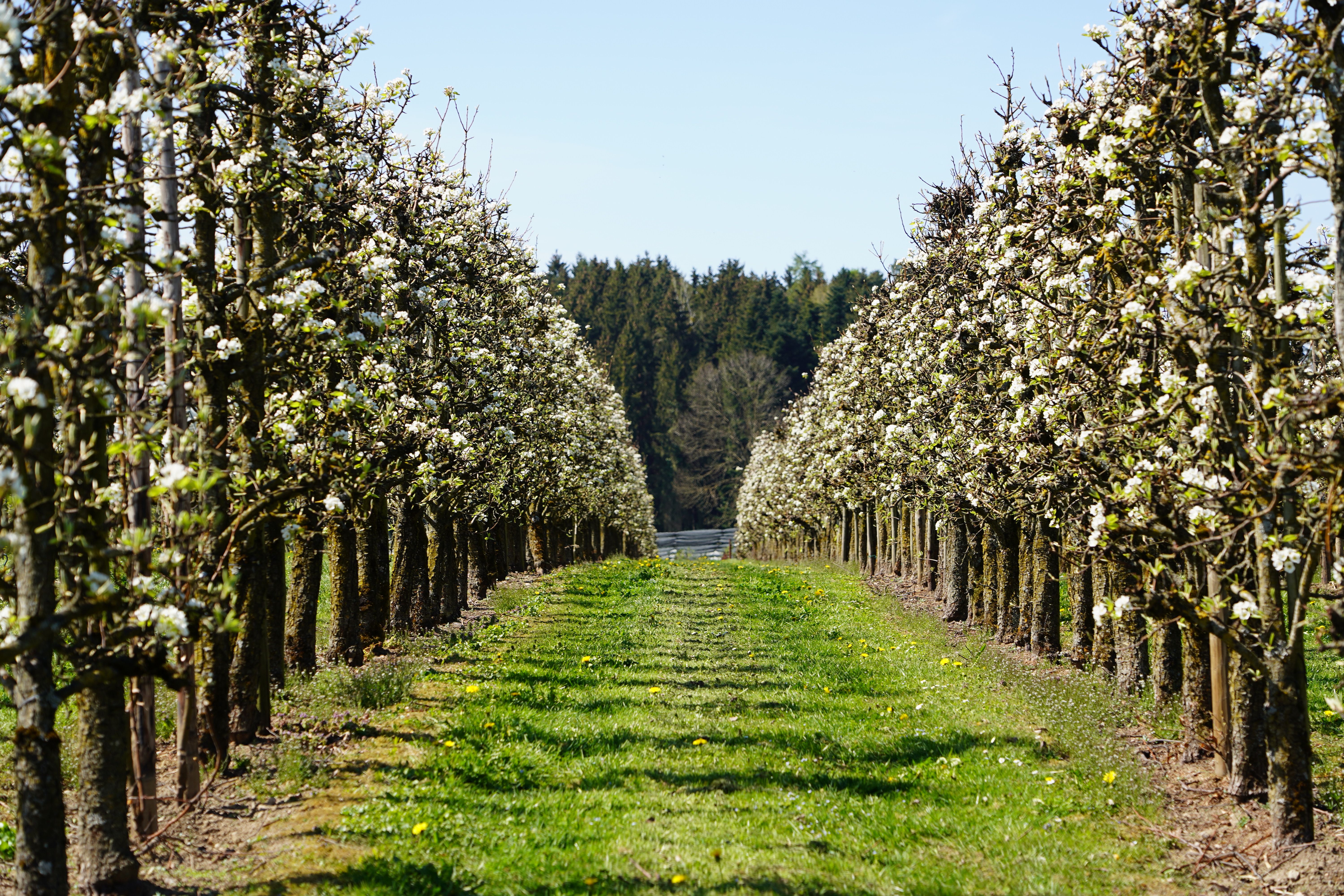 pear orchard