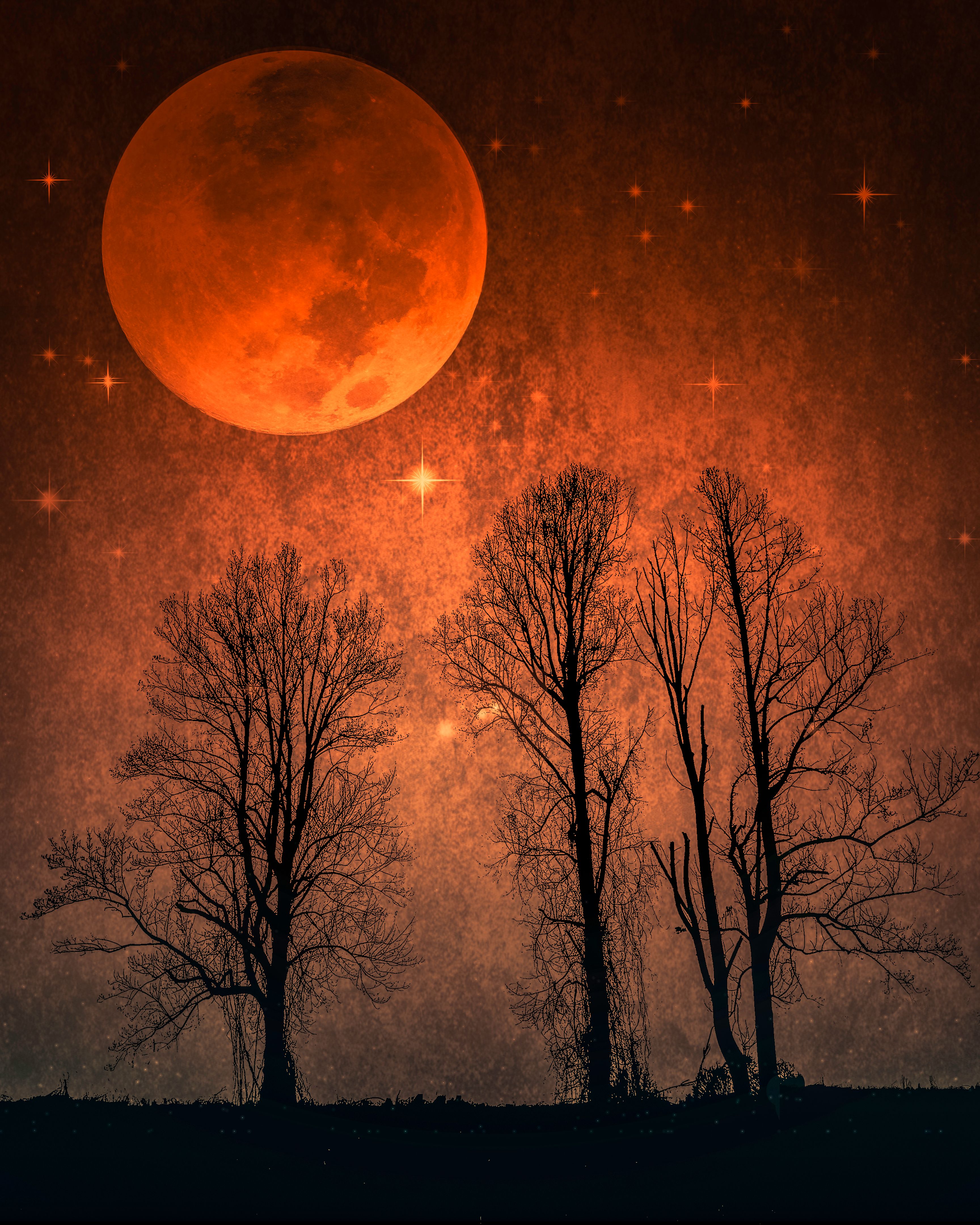 Full Moon, Silhouetted Trees, Vivid Orange Night, Starry Sky