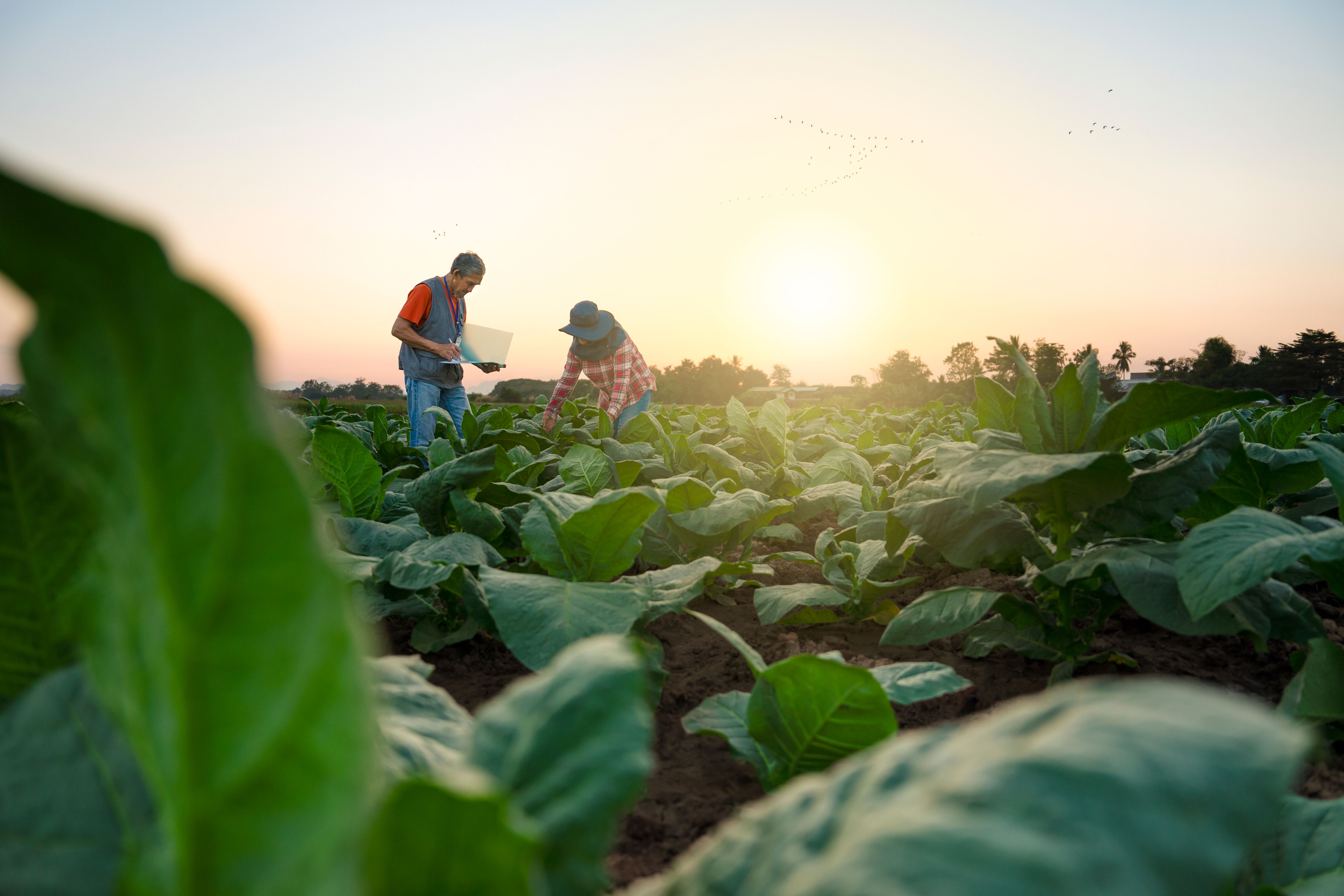 agricultural consultancy