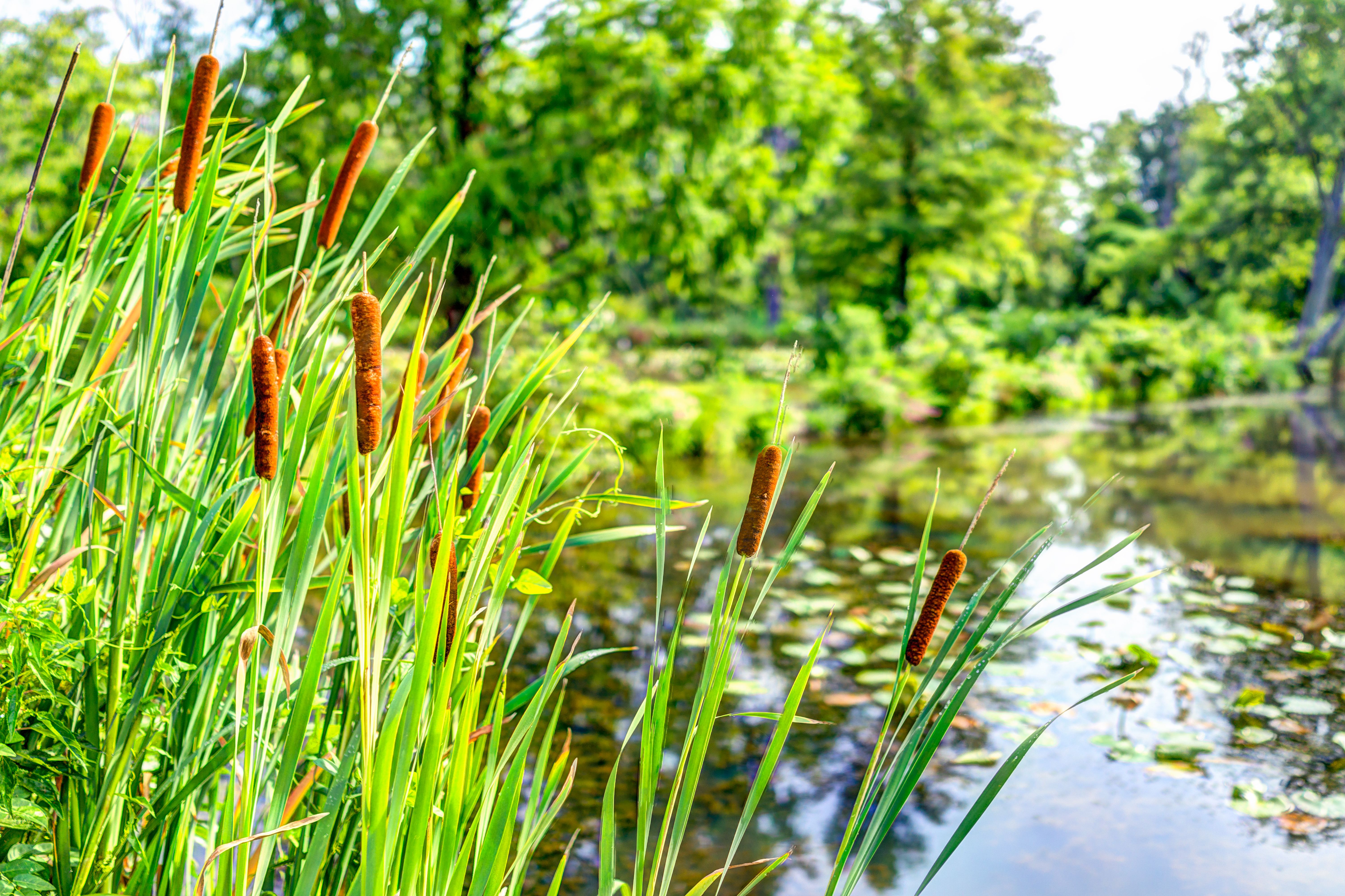 wetland plants