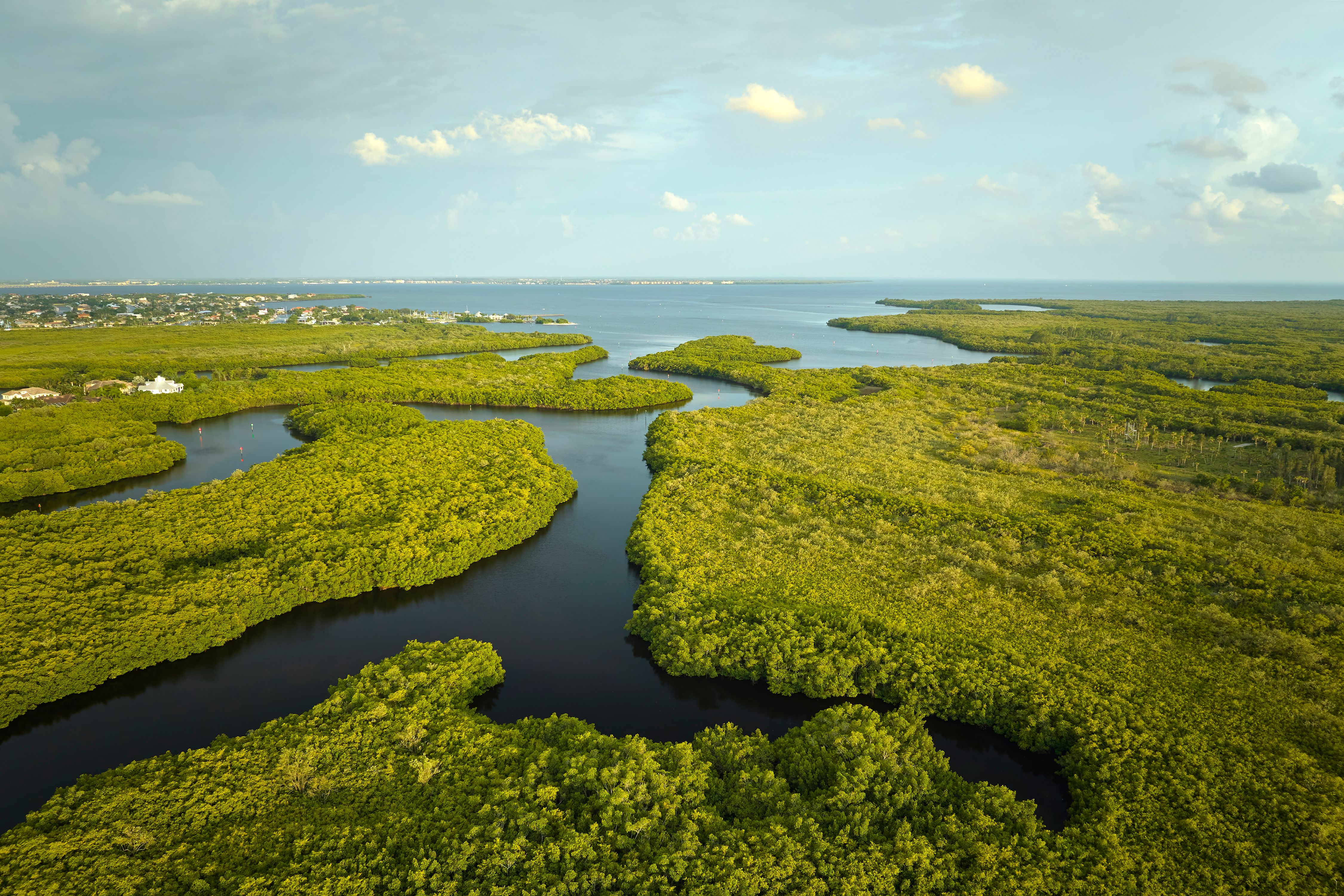 florida wetlands
