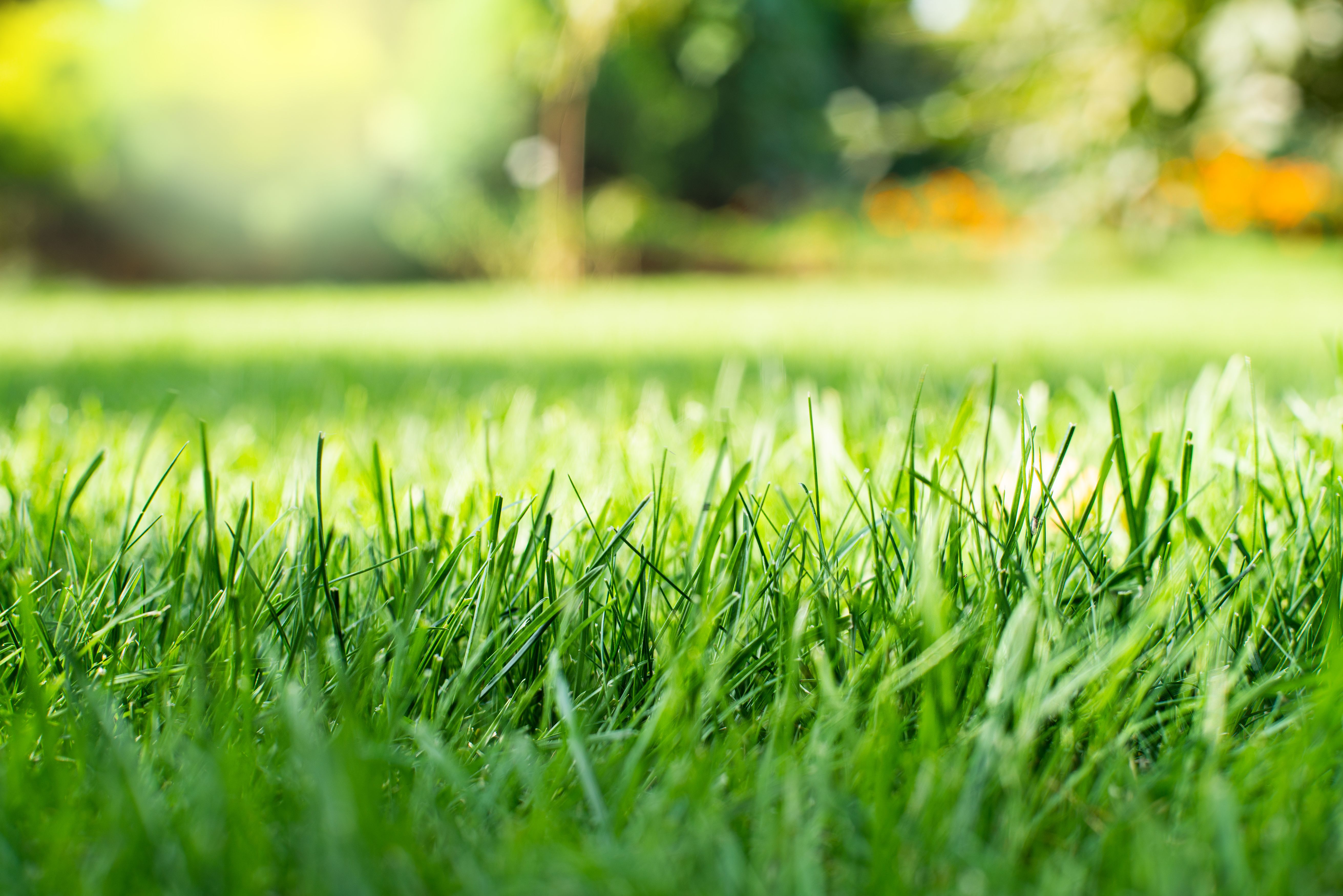 grass mowing