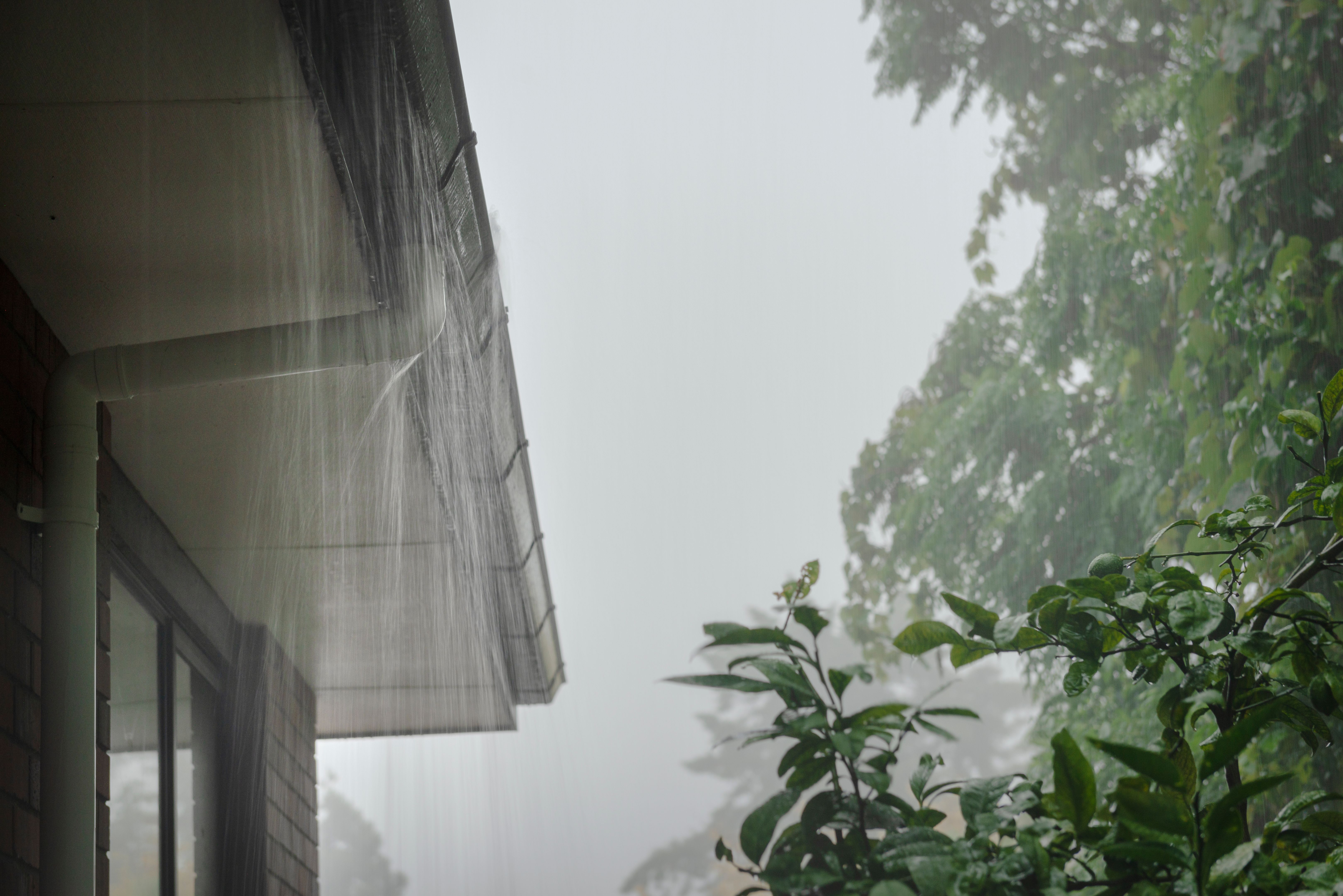 auckland rain
