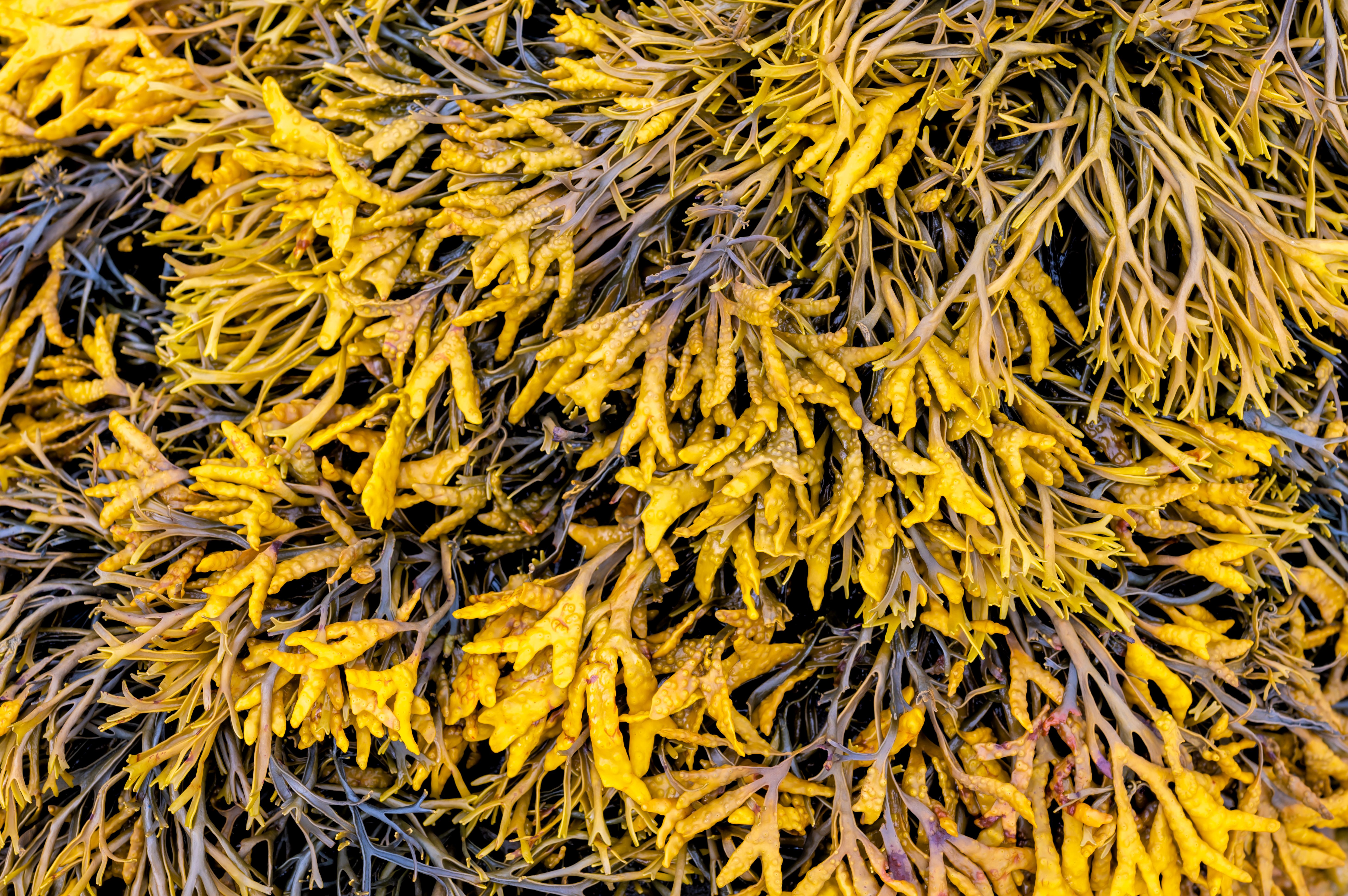 channelled wrack