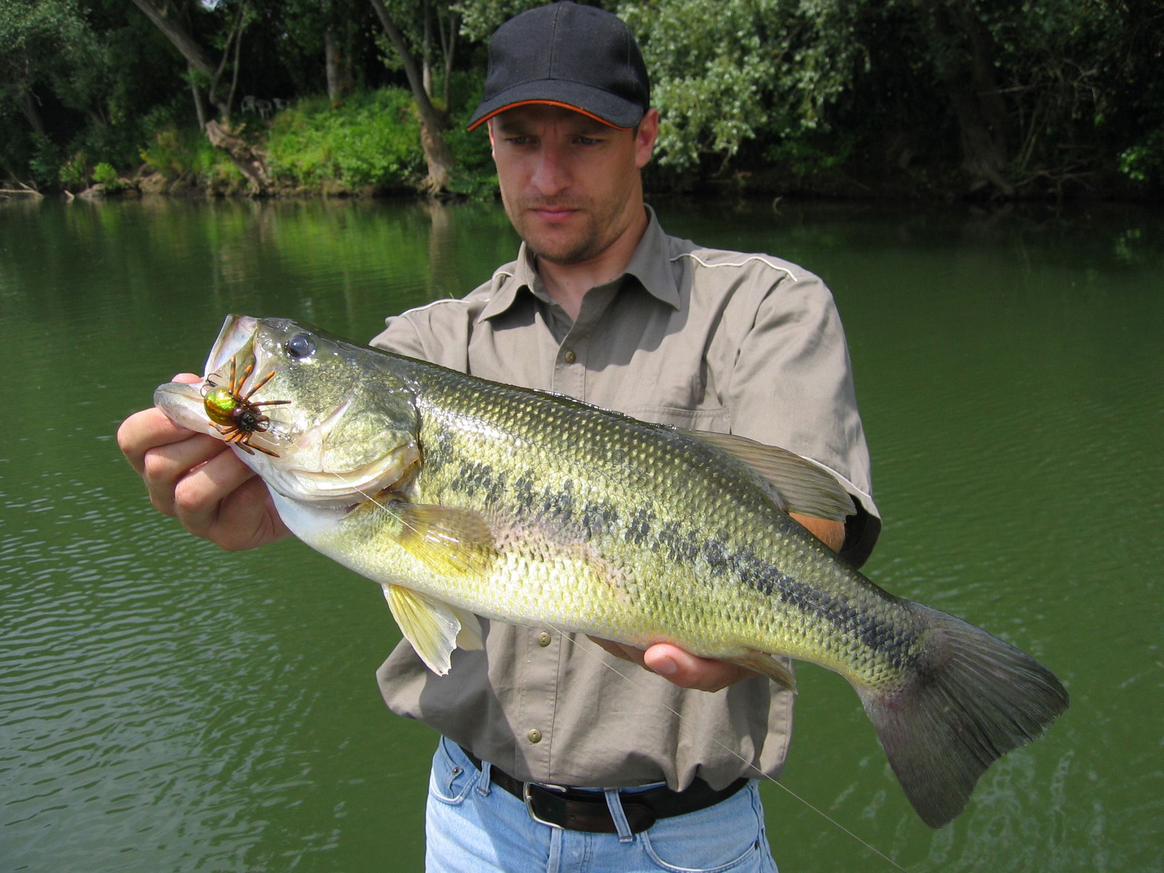 Largemouth bass