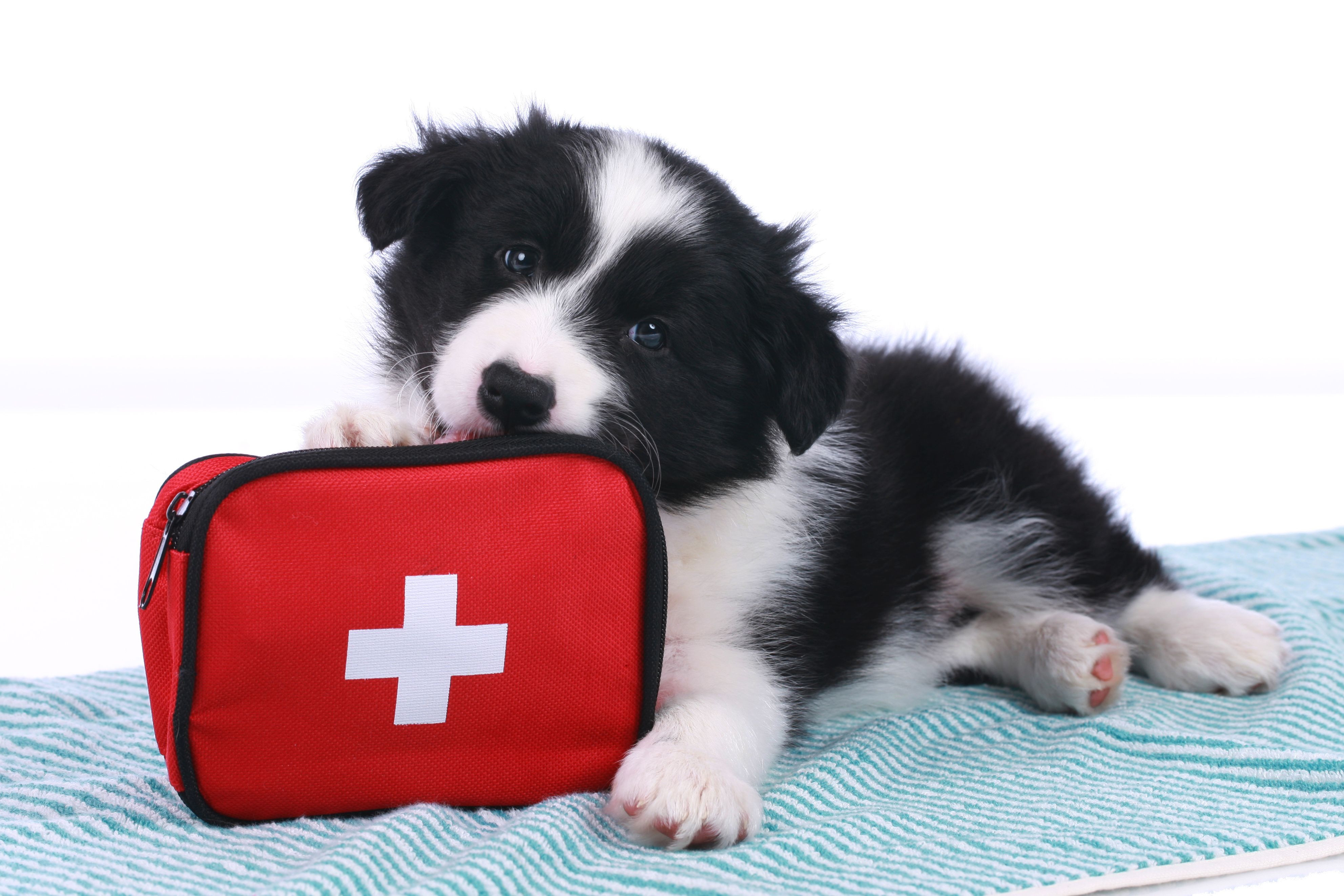 dog first-aid kit
