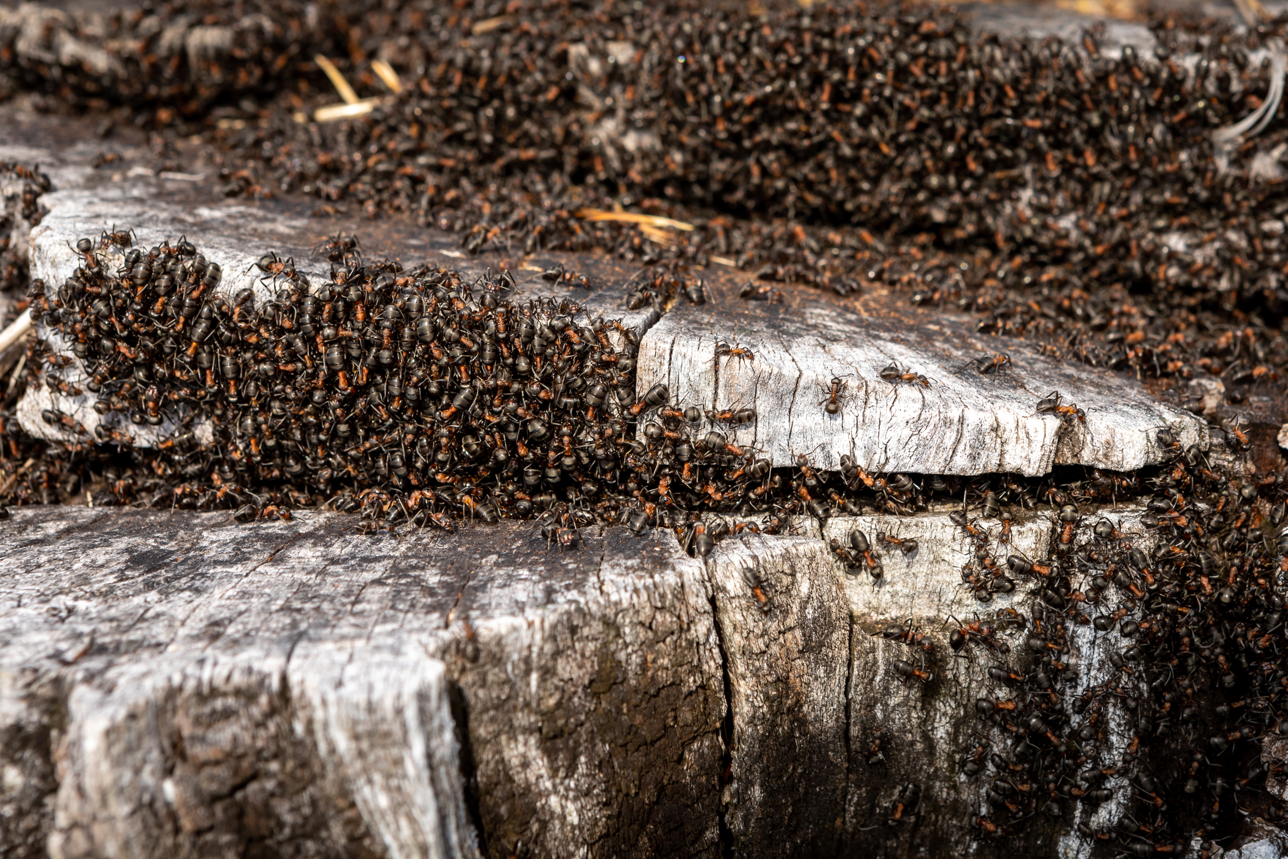 Wild ants nest in the old tree log.