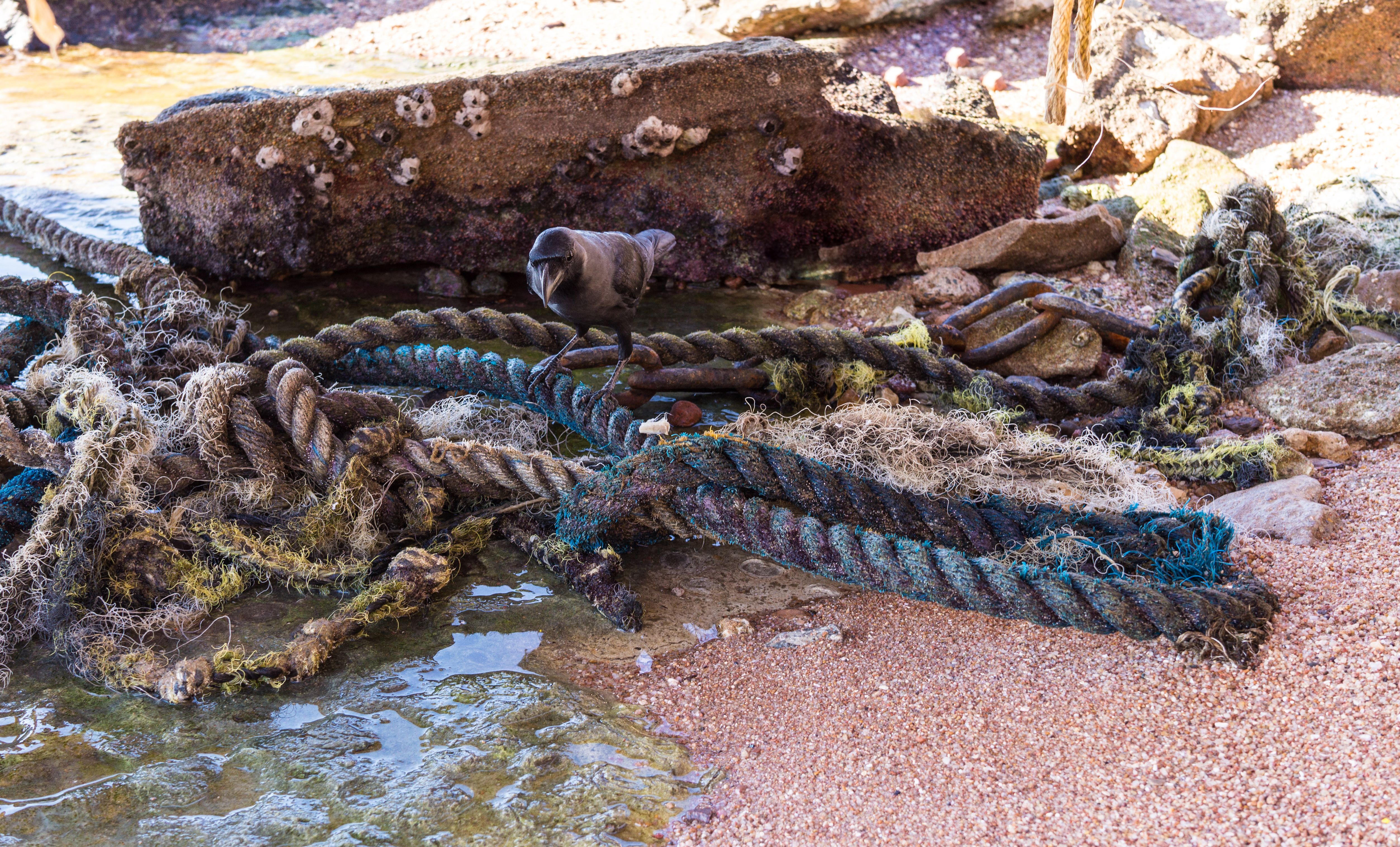 los angeles junkyard