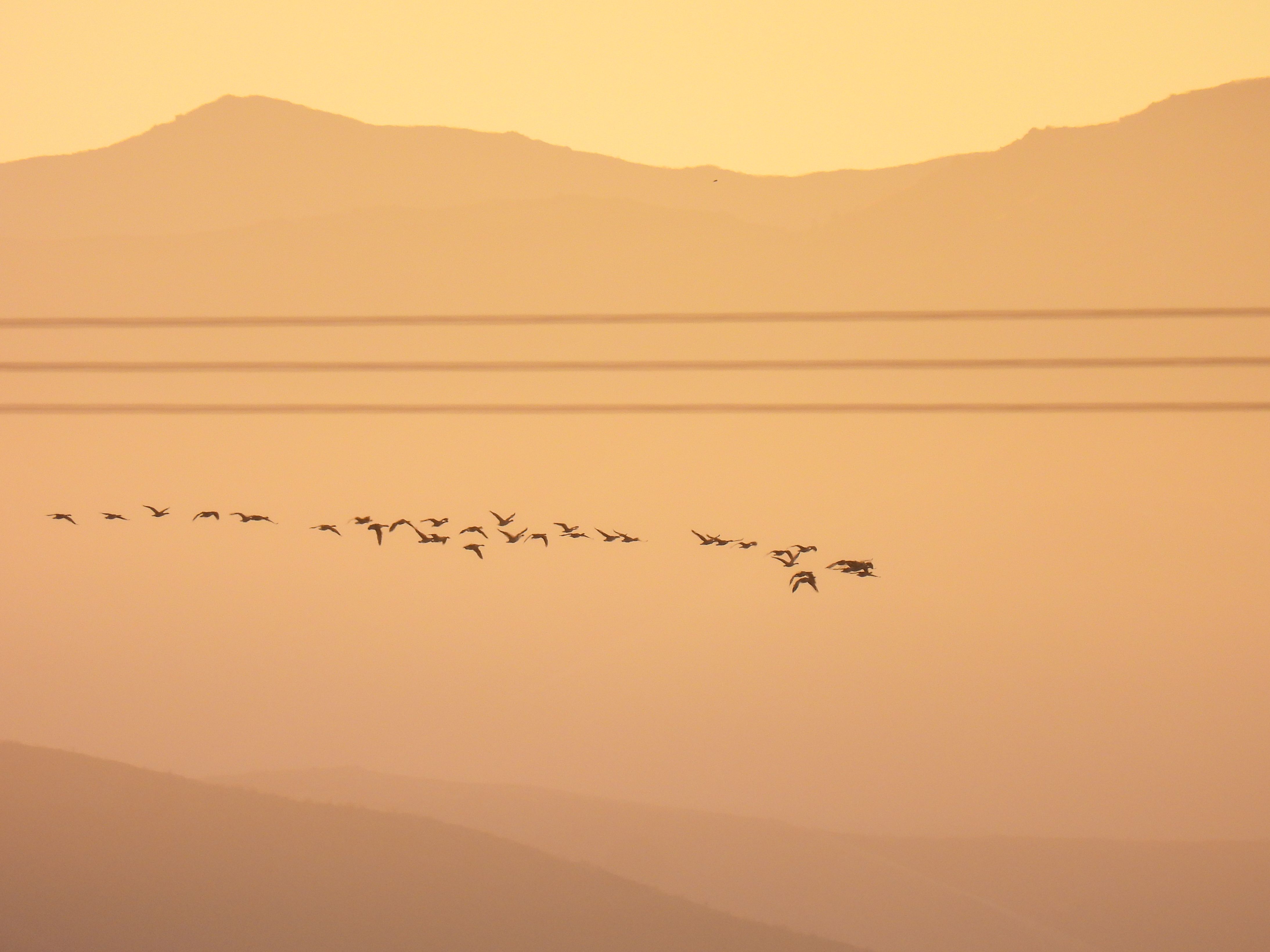 geese fog
