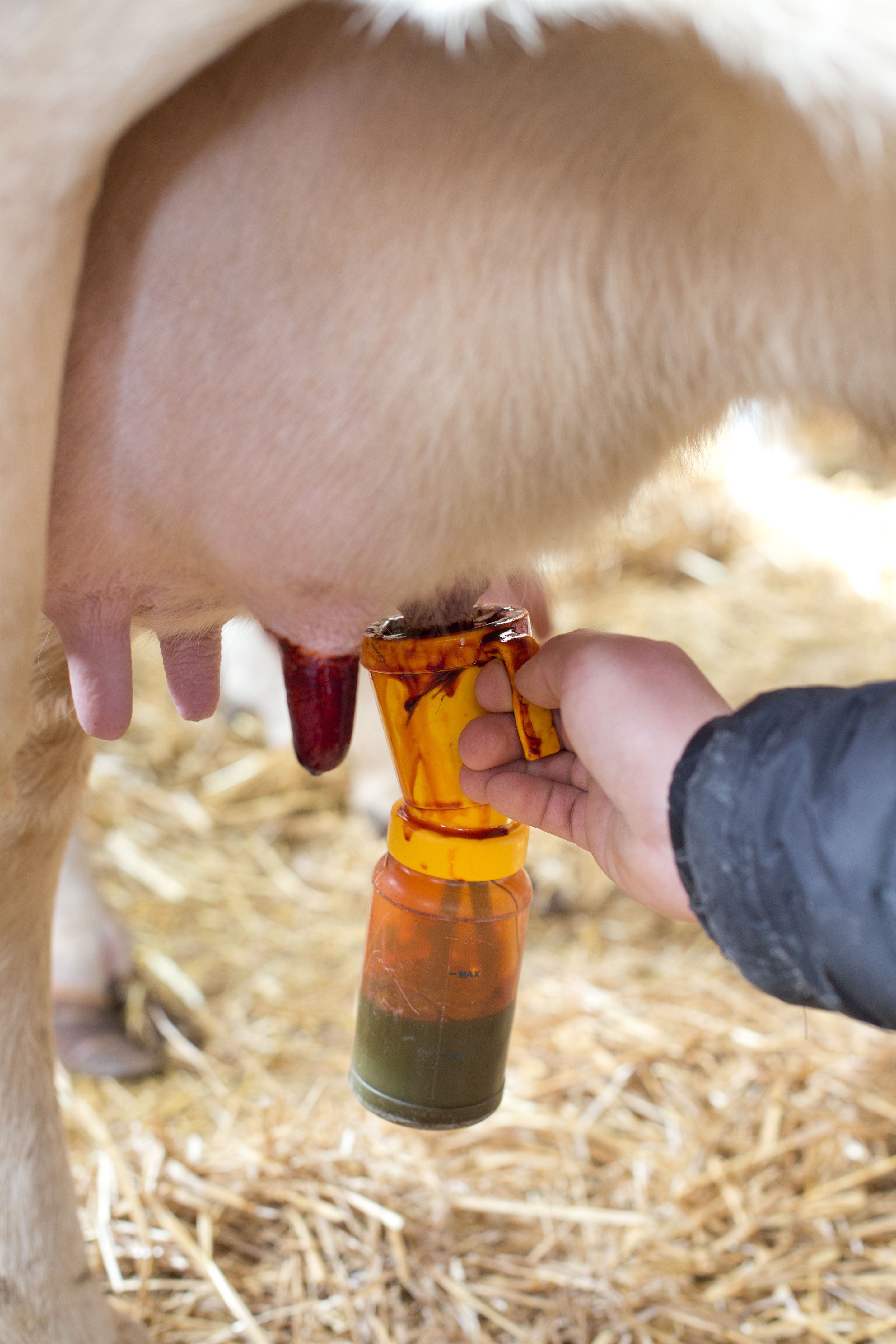 Cow's udder disinfection