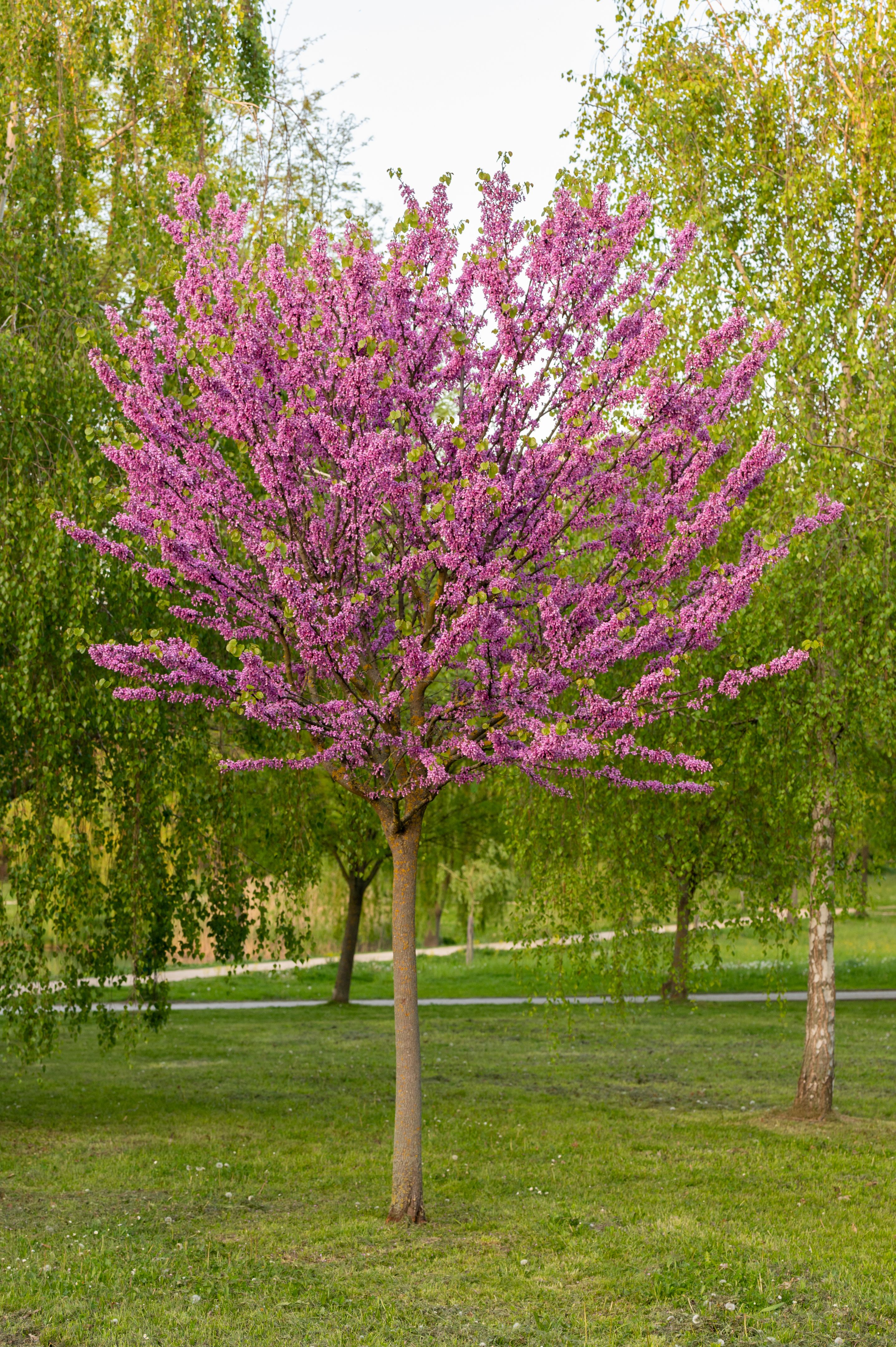 eastern redbud tree