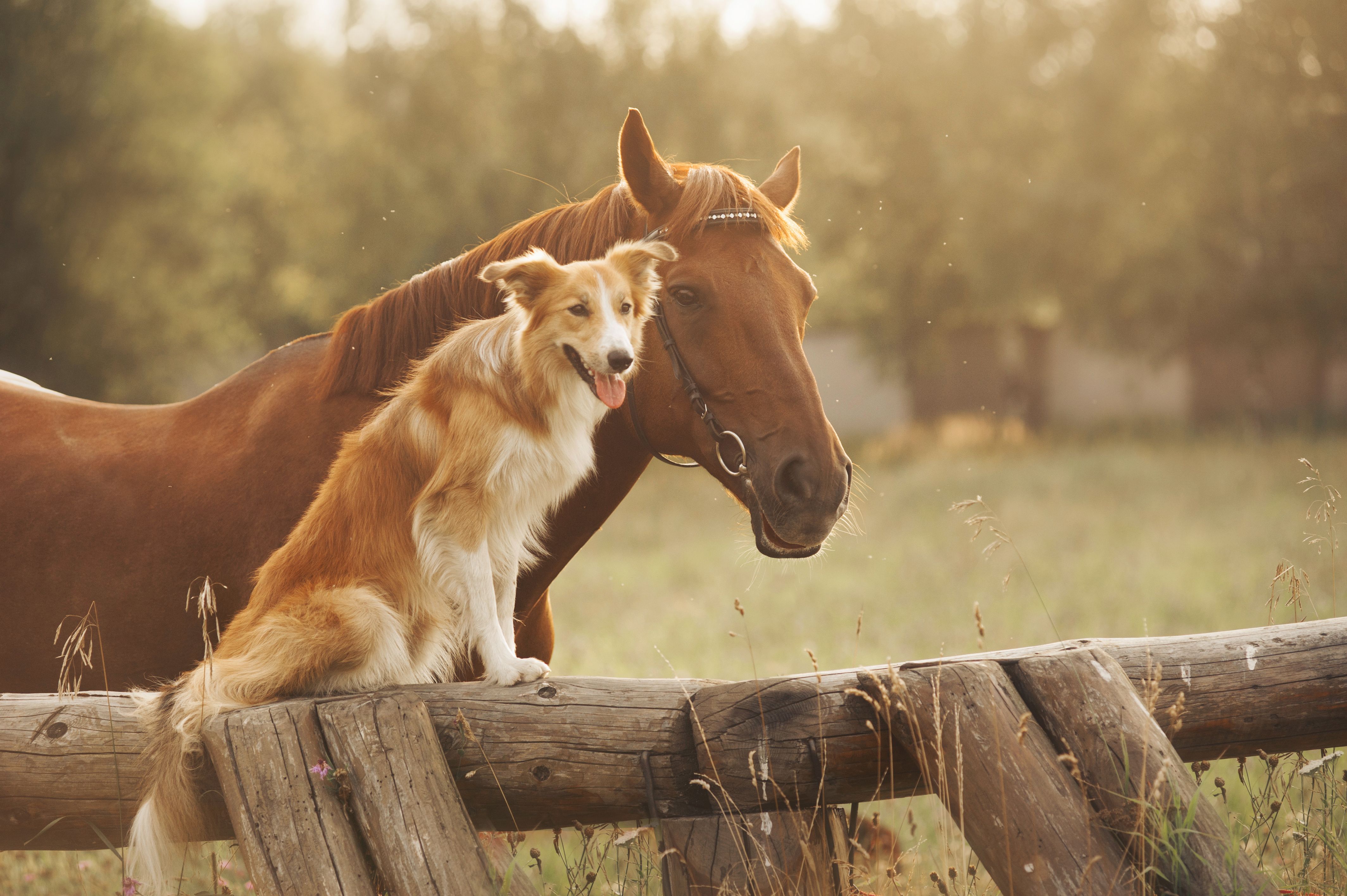 horse friendship