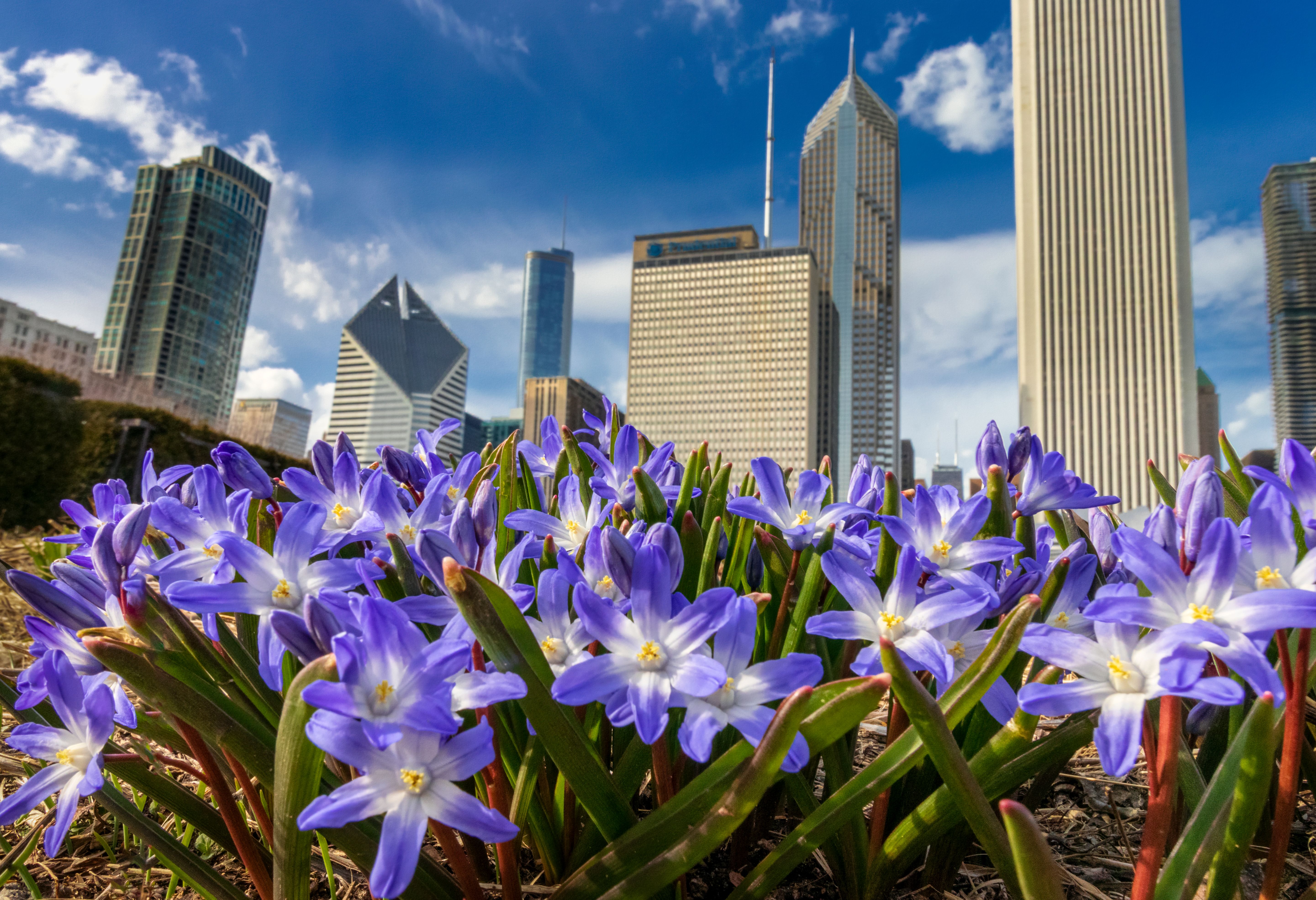 chicago garden spring