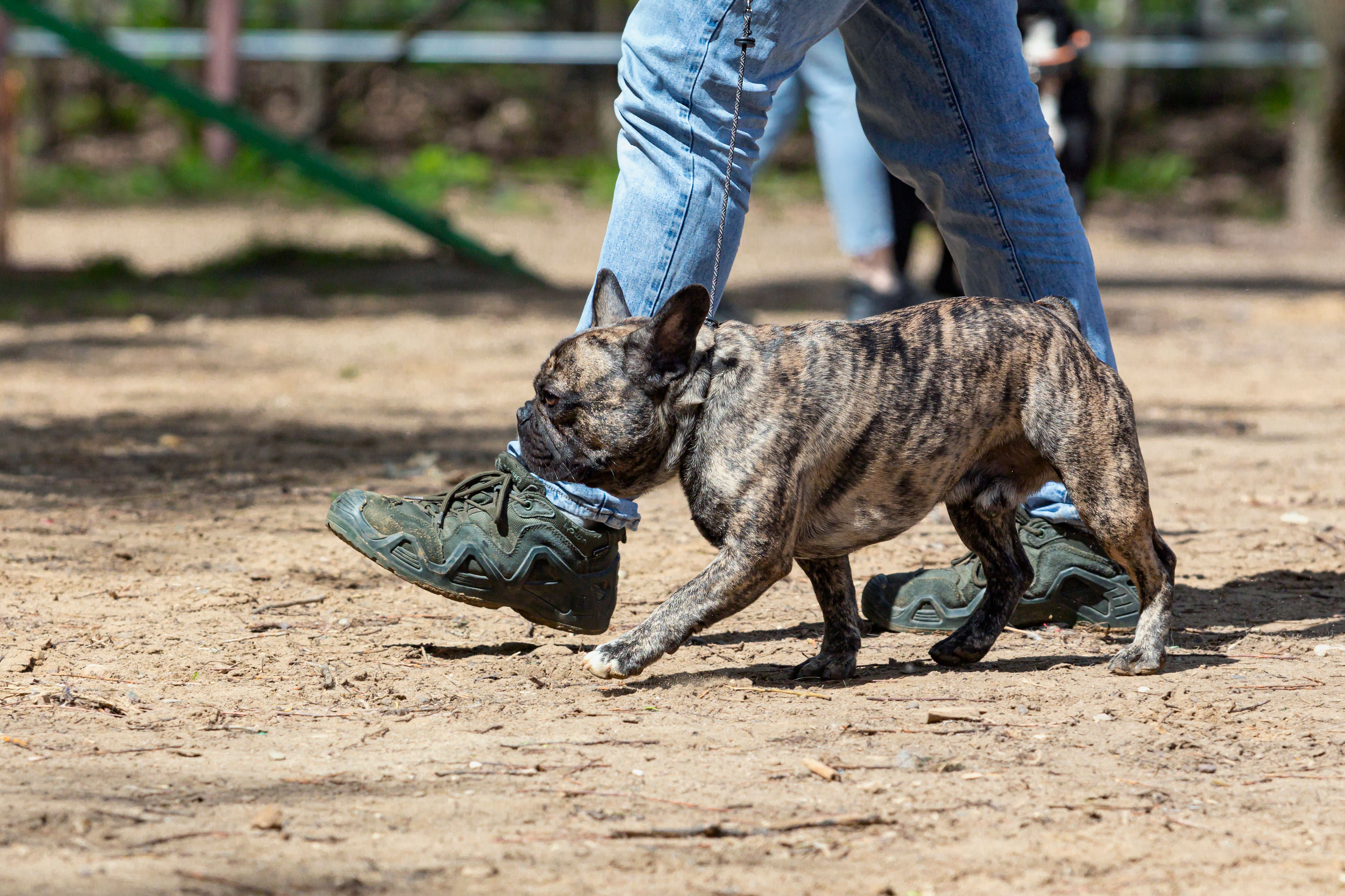 Handler demonstrates French bulldog stance in ring at dog show. Handler demonstrates French bulldog stance in ring at dog show.